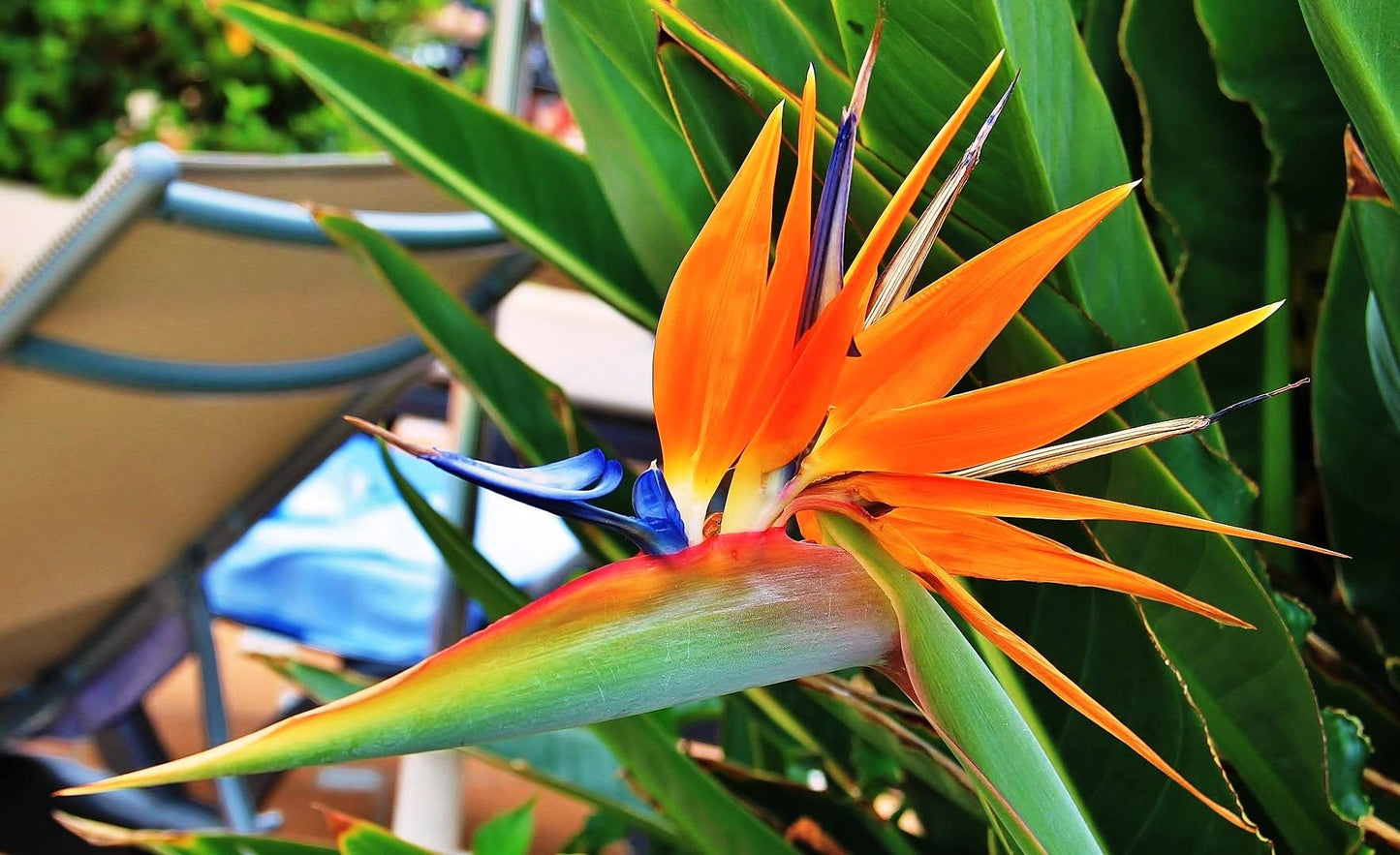 SeedsUP - 3+ Seeds Bird of Paradise Crane Flowers Strelitzia Garden - Flower Orange