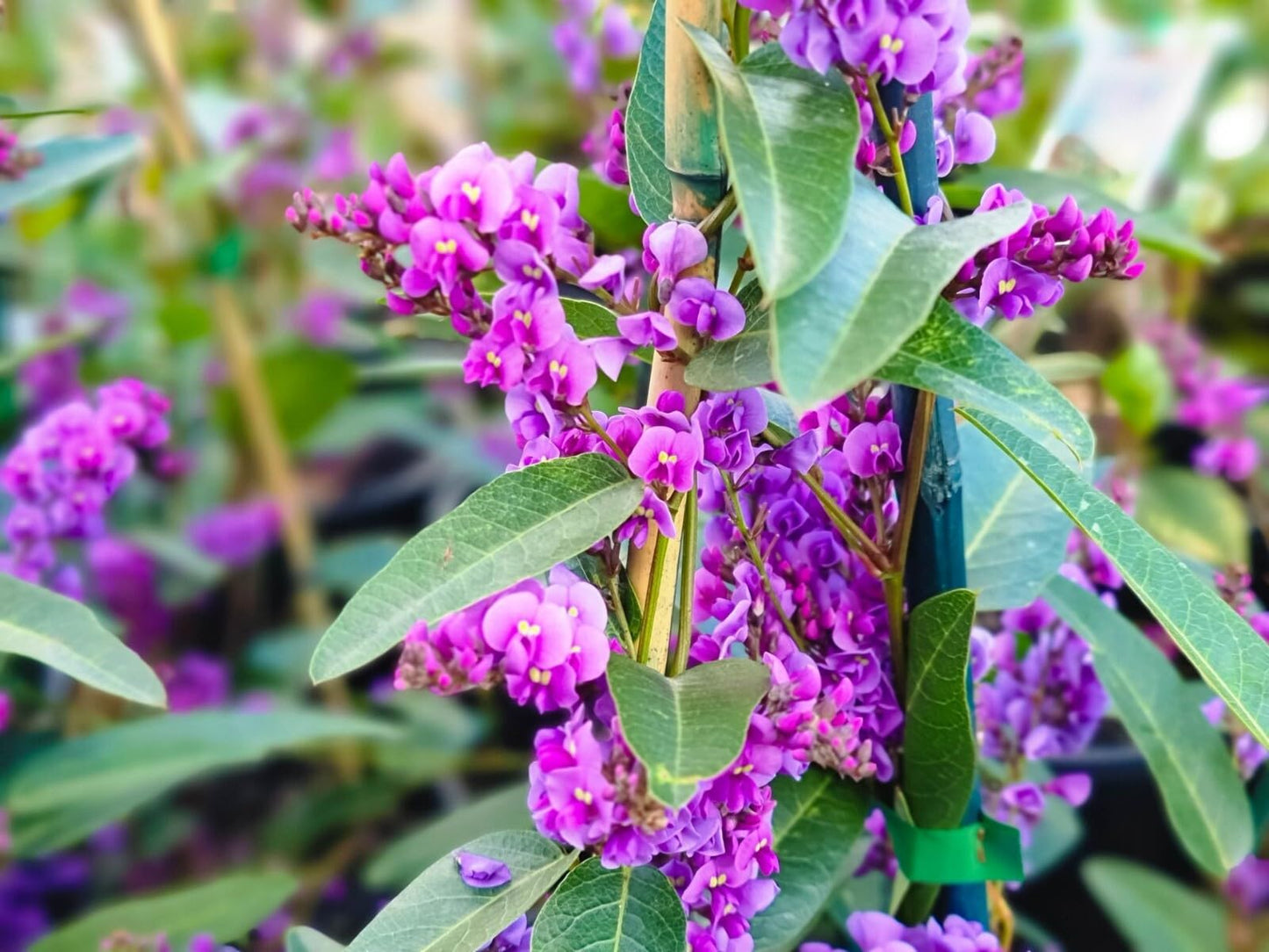 Live Plant - Happy Wanderer Hardenbergia Rooted Starter Plant
