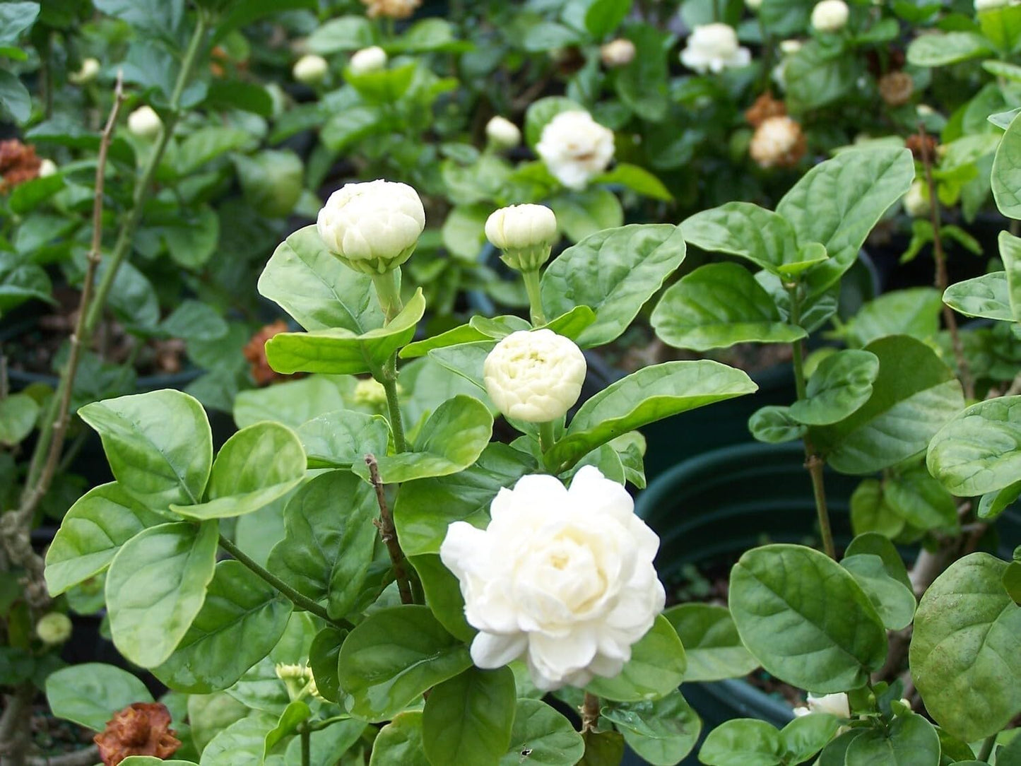 Live Plant - 4" PotGrand Duke of Tuscany JasmineJasminum Sambac