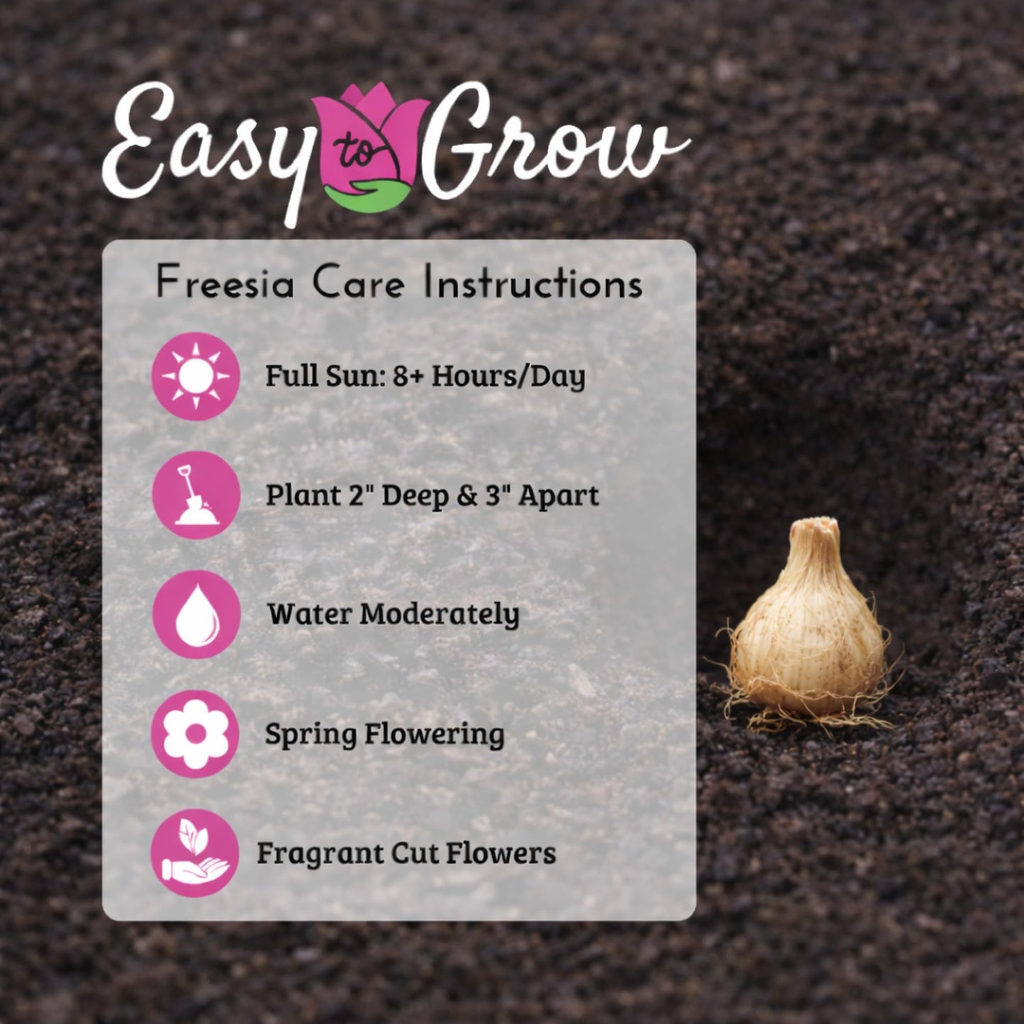 Easy to Grow Freesia Double Mix Pack of 15 Flower Bulbs - Spring Fragrant Assorted Blooms in Sun, Great for Cutting