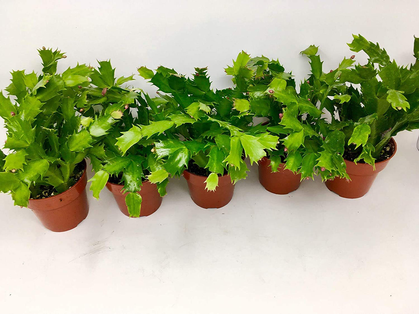 Christmas Cactus Party Plant - Zygocactus - 4" Pot Unique from Jmbamboo (3)
