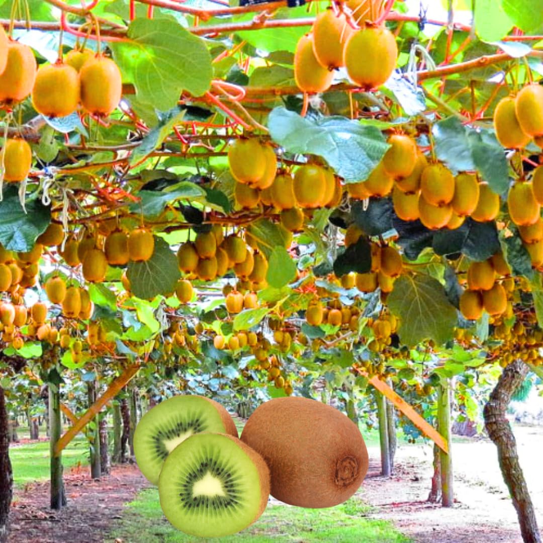 Pack 2 High-Yielding Kiwi Trees Live Plants Vine for Planting, Starter Size, 4 to 6 Inches in Tall, No Pot, Sweet and Hardy Tree