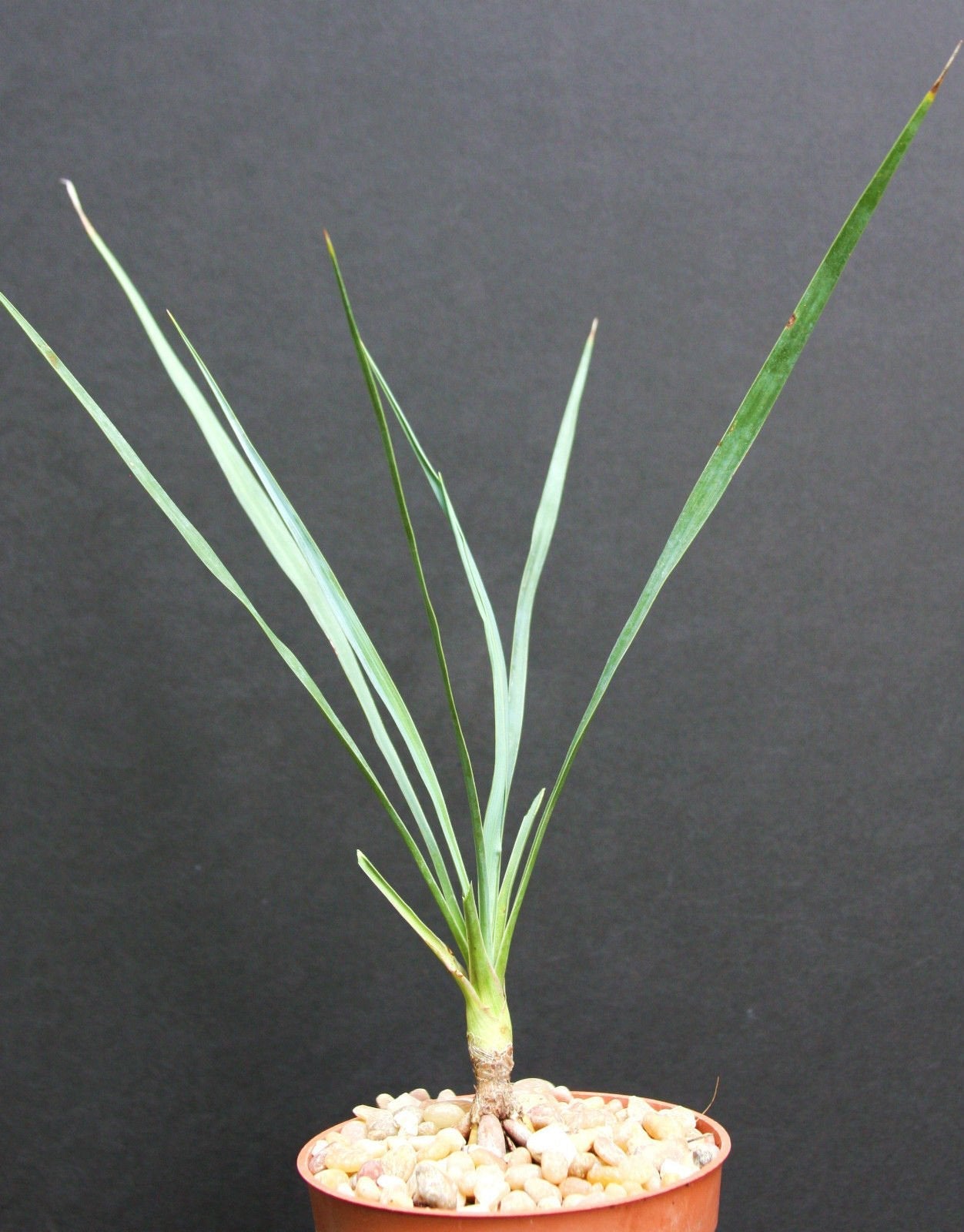 Yucca ROSTRATA Exotic Blue Color Joshua Tree Hardy Desert Caudex Cacti 4" Plant