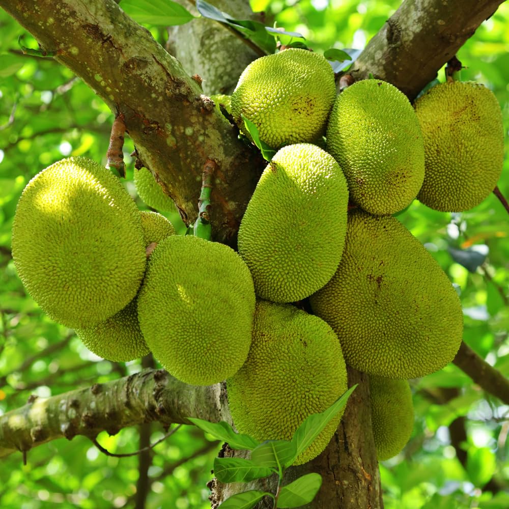 Jackfruit Tree Live Plants, Jackfruit Tropical Fruit Trees, Sweet Fruit Plant from 8-10 Inch Tall in 4 Inch Pot for Outdoor Gardening