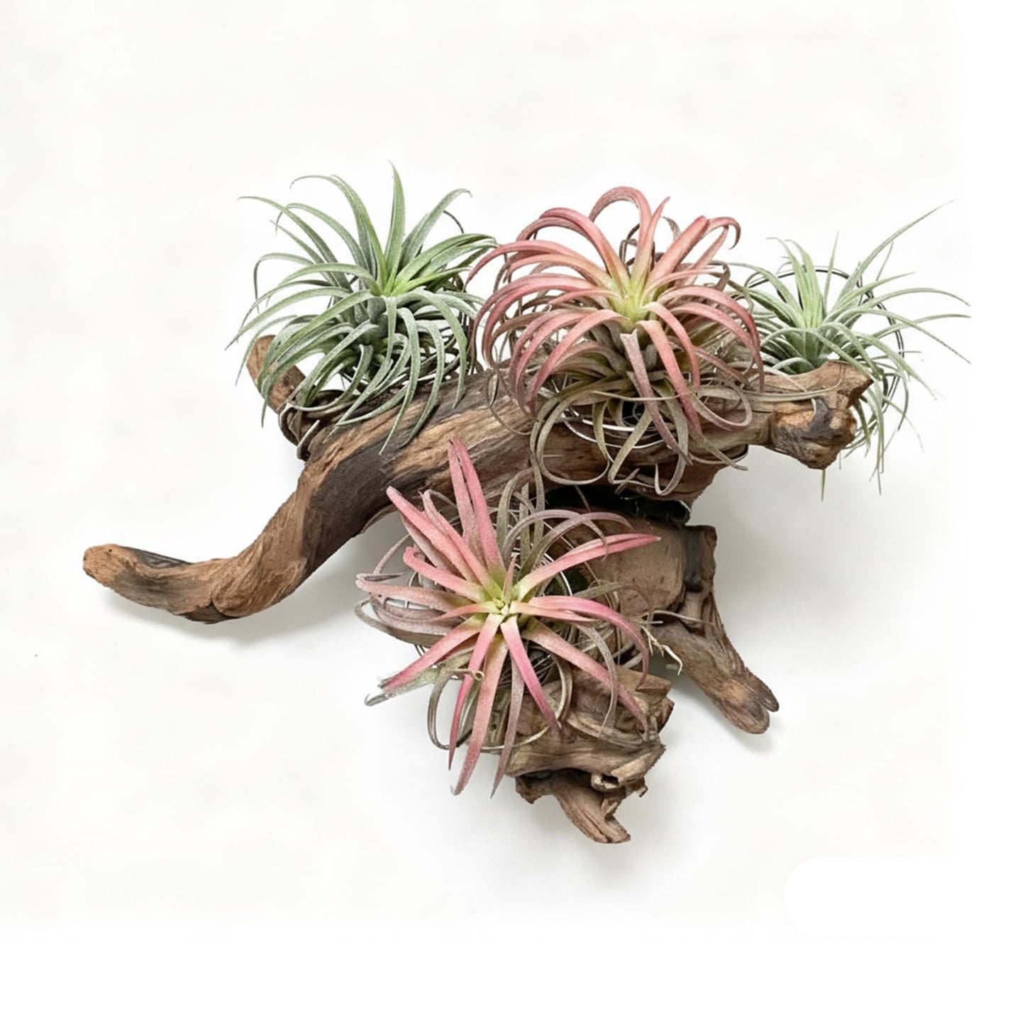 emours Driftwood Branches Reptiles Aquarium Decoration Assorted Size,(6-10 inch in Length),4 Pieces
