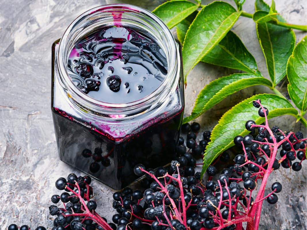 3 American Elderberry Trees Live Plant for Planting, Black Elderberry Bush Live Plants, Bareroots 6-12 Inc Tall, Sambucus Canadensis Elderberry Plant Live, Elderberries Fruit Tree