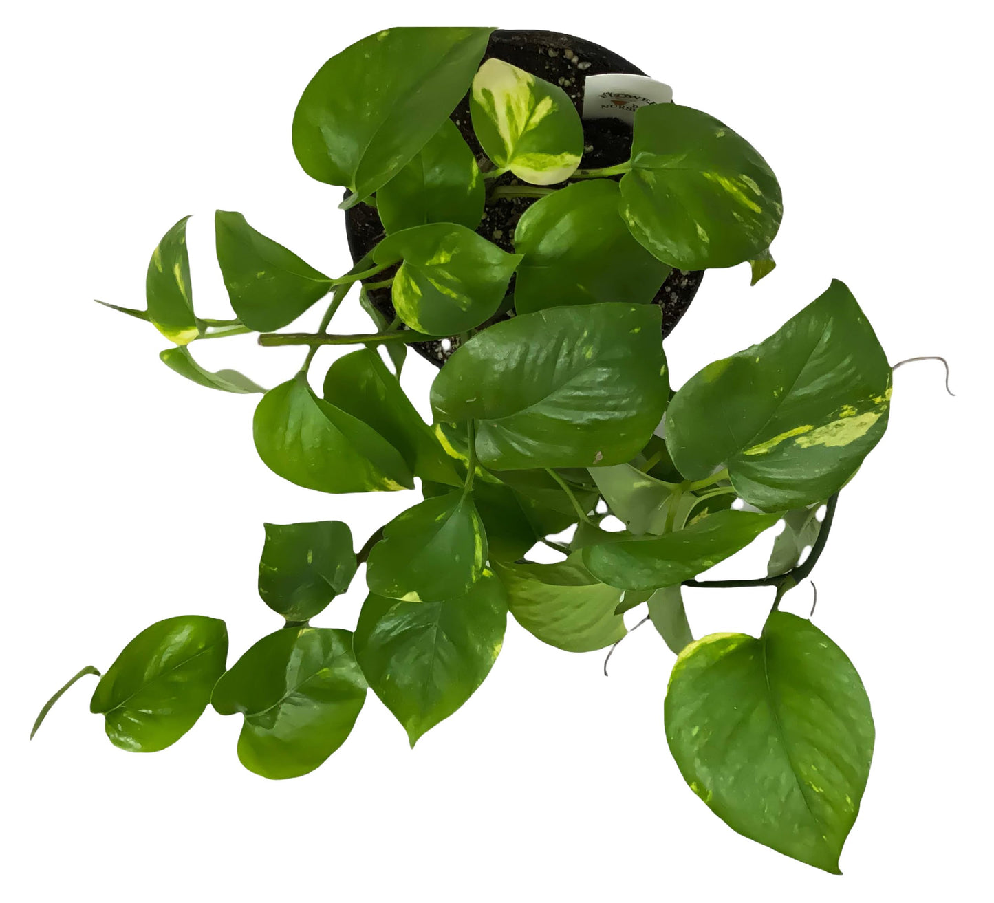 FlowerPotNursery Golden Devil's Ivy Pothos Ivy Epipremnum aureum 6" Pot