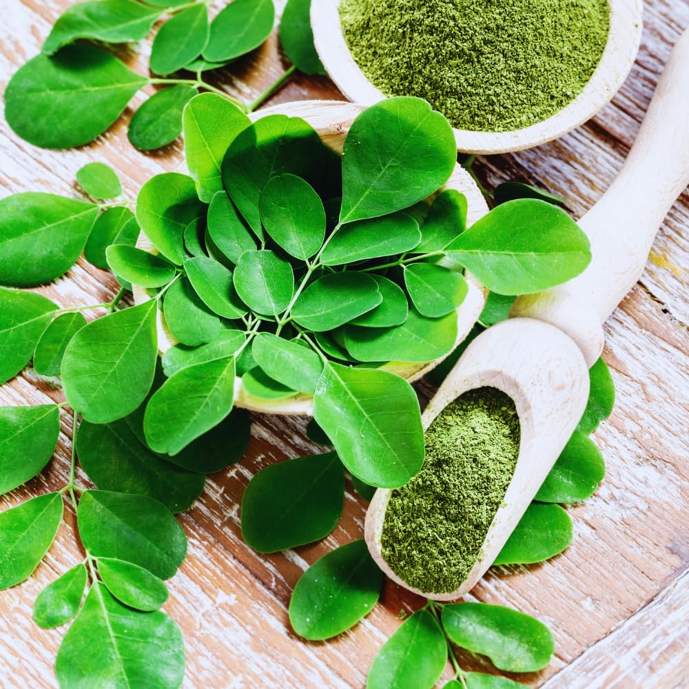 Moringa Tree Plant, 5 to 7 Inc, Live Moringa Plant for Garden, 4 Inc Pot, Growing Outdoor