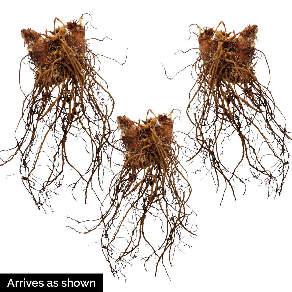 GARDENS ALIVE! - Fanal Red Flowering Astilbe Dormant Bare Root Perennial Starter Plant Roots, 3 Plant per Offer