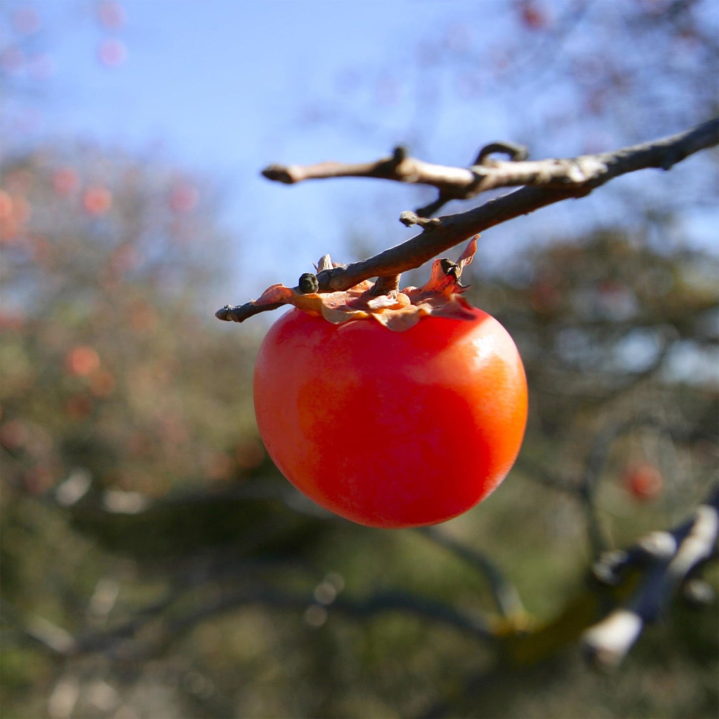 Perfect Plants American Persimmon Tree 1 Gallon | Live Fruit Tree for Gardening | Native Sweet Edible Fruits