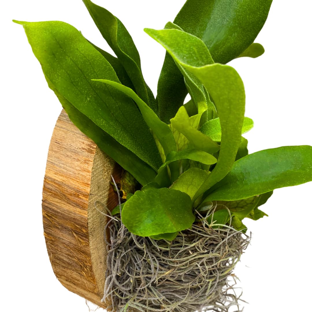 BubbleBlooms Staghorn Fern Plaque, Elkhorn Fern on Cedar Wood Sculpture, Mounted with Moss