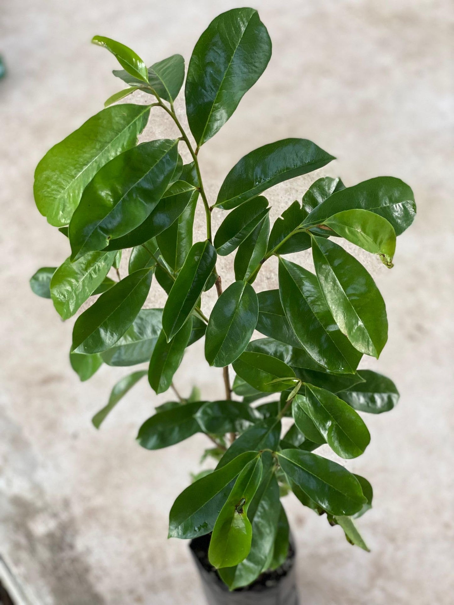 Soursop (Guanabana) 24inch-30inch Live Fruit Tree Annonamuricata