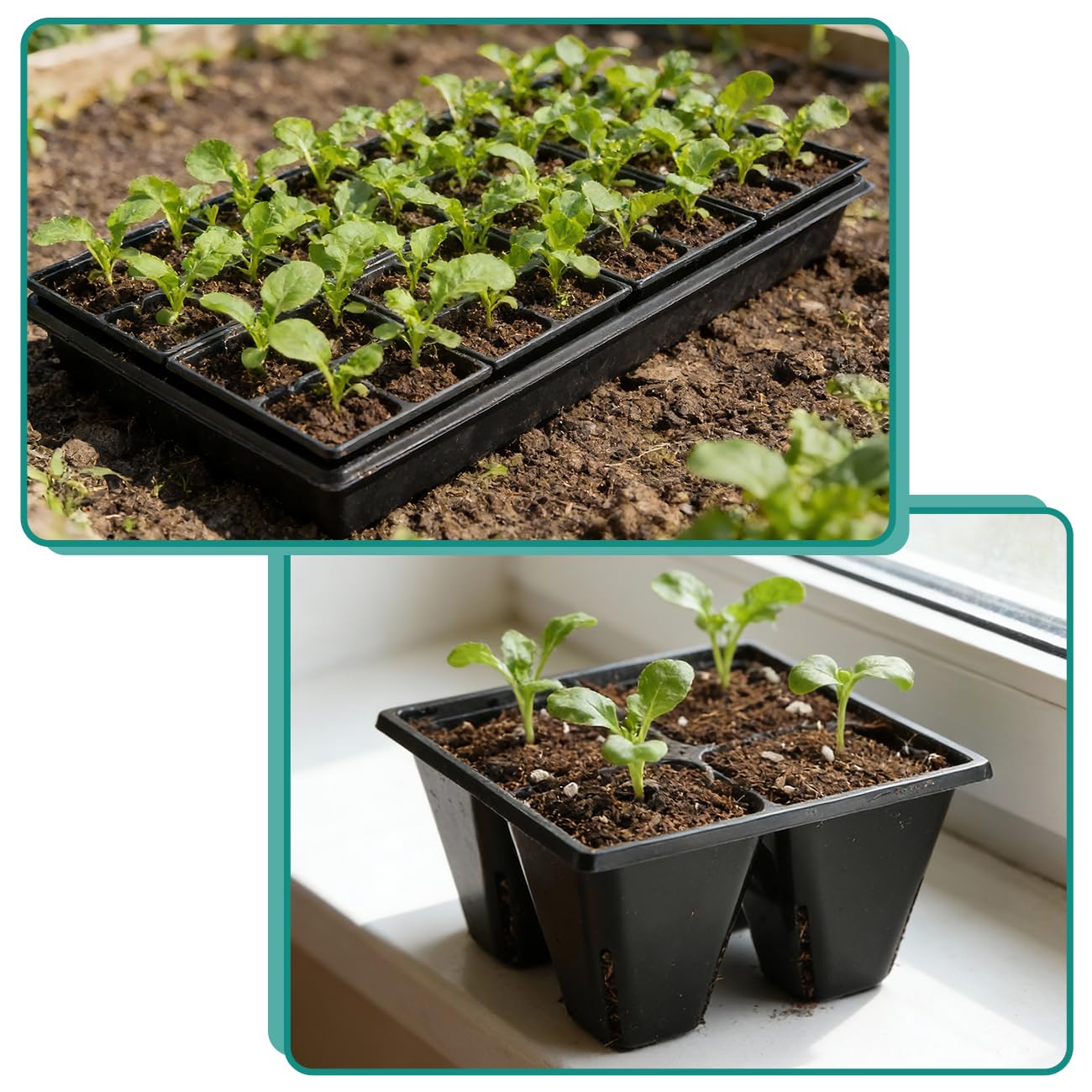 RooTrimmer 80 Pack Reusable 4-Cell Seed Starter Tray for Seedlings, Easy Watering Seed Starting Trays with Drainage Holes for Seed Germination and Plant Start, Fits Standard 1020 Trays, Black