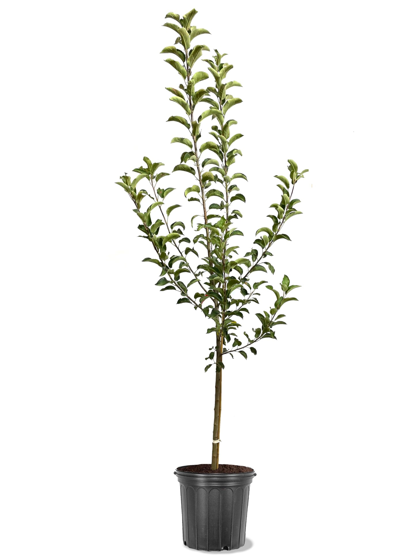 American Plant Exchange Apple Tree 'Wolf River' – Live Fruit-Bearing Plant, 5-Gallon Pot, Cold Hardy, Sweet Edible Apples for Outdoor Orchards and Landscapes