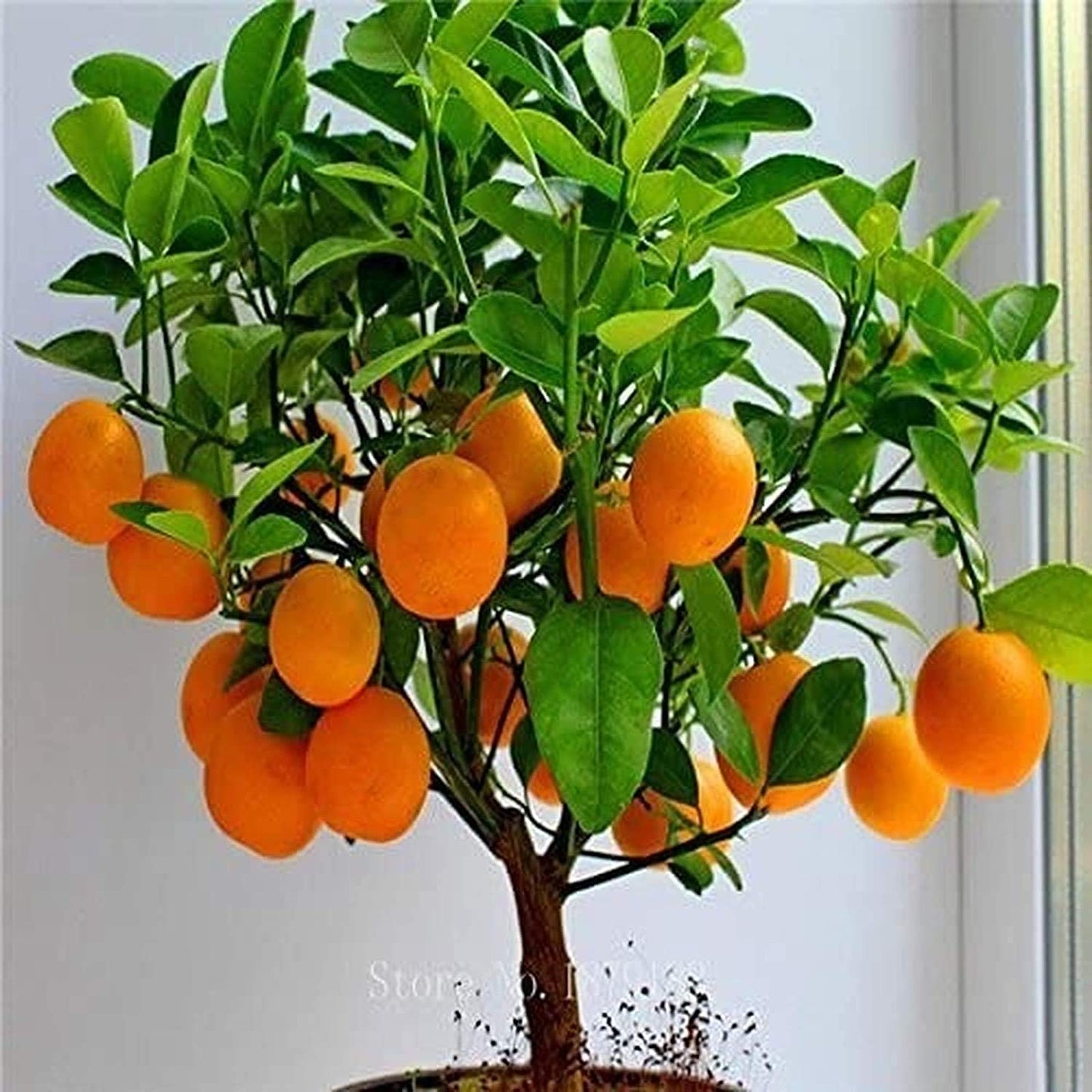 Bonsai Orange Tree Seed for Planting - 40 Seeds - Grow Fruit Bearing Bonsai - Hardy Orange