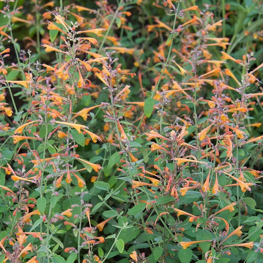 Agastache Apricot Sprite Seeds, Hummingbird Mint, Orange Tubular Flowers, Drought-Tolerant Perennial, 50 Count