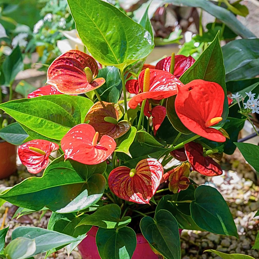 Red Anthurium Live Plants, 6-10" Tall in 6" Pot, Tropical Anthurium Plants, Vibrant Flowering Indoor Plant, Fully Rooted Tropical Decor Plant, No Ship to CA
