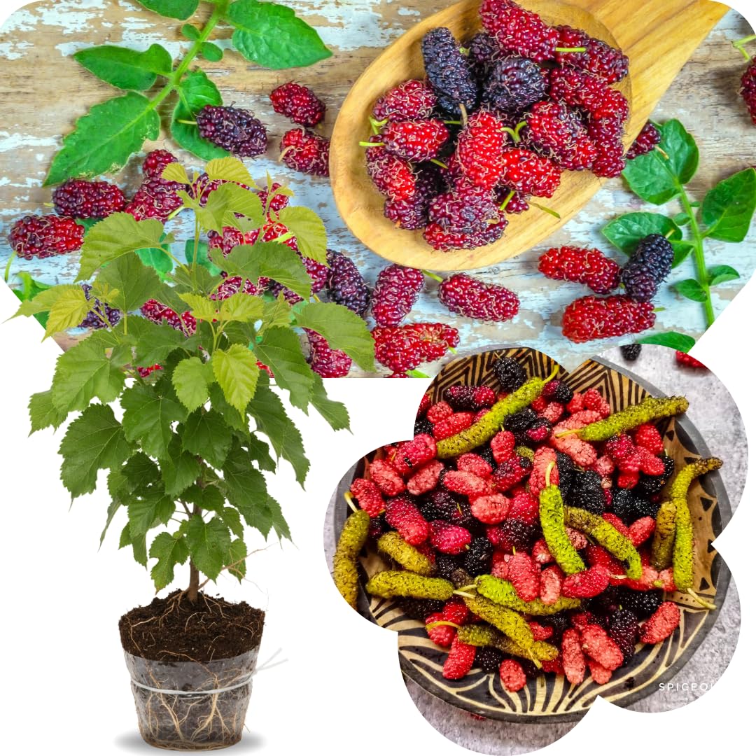 Random Mulberry Tree Live Plant, Hardy Well Rooted 4-8'' Tall, Mulberry Fruit Tree for Indoor Outdoor Spring Planting Mulberries