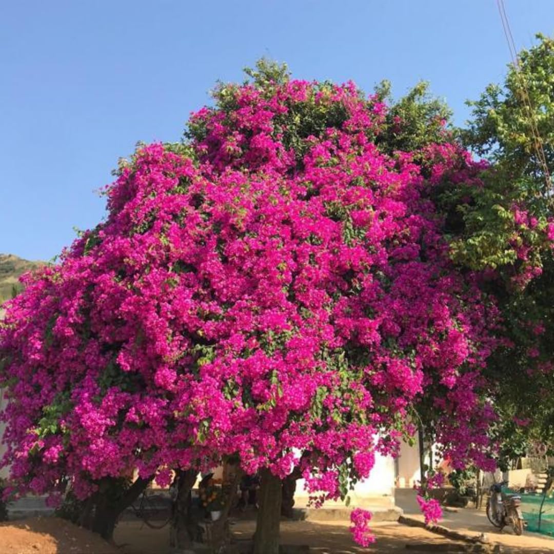 Red Purple Bougainvillea Tree Live Plant, 1 Year Old Ready to Plant Outdoor, Very Hardy