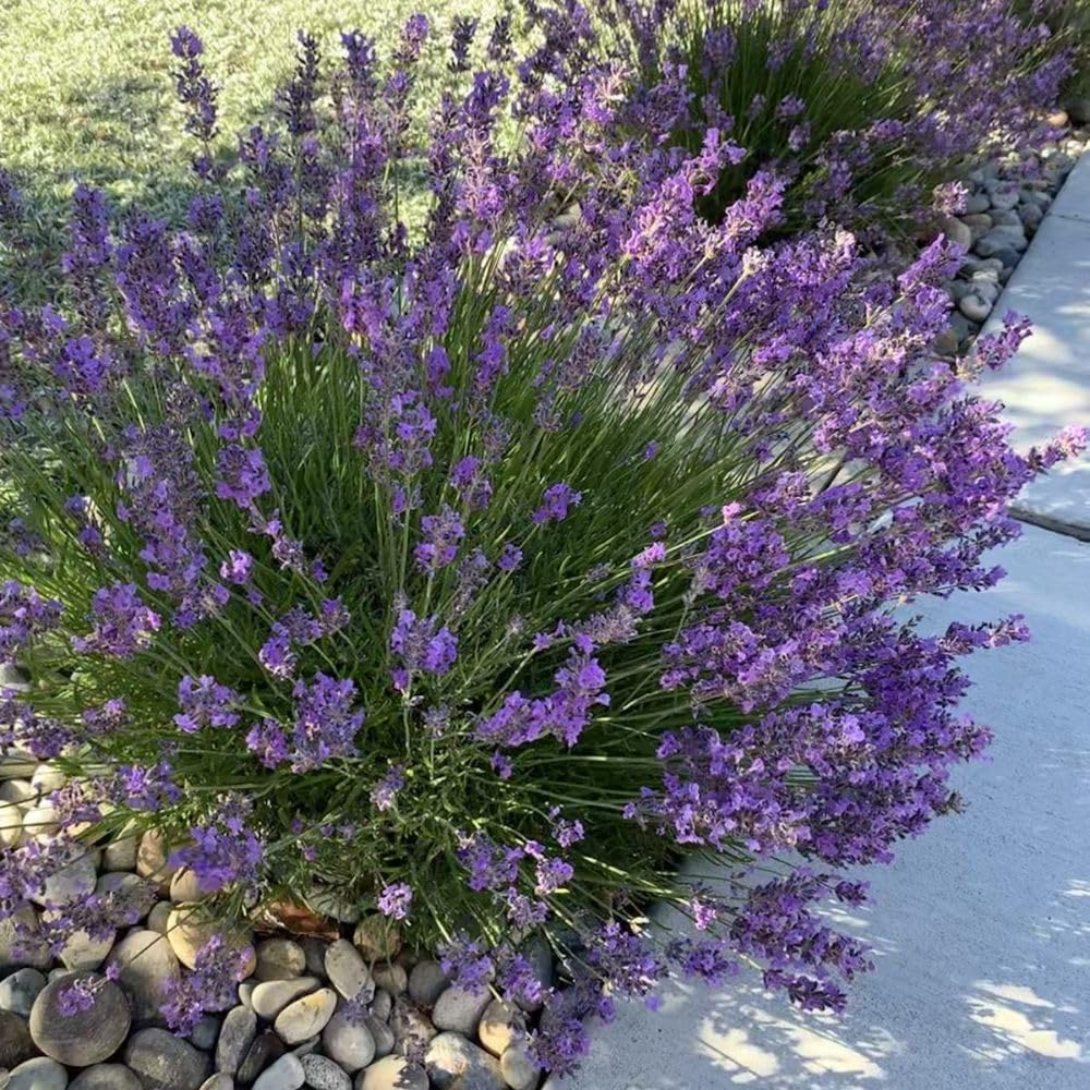 French Lavender Live Plant in Quart Pot, Lavender Herb Plants, Fragrant Hardy Herb for Indoor or Outdoor Planting