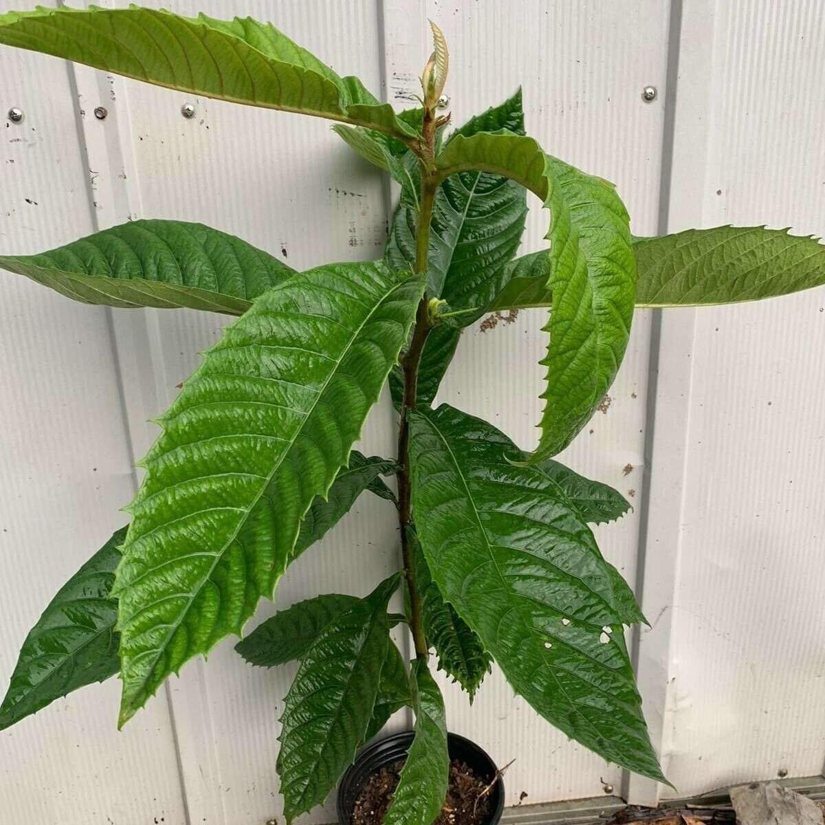 Live Plant - Loquat (Eriobotrya Japonica) Tropical Live Fruit Tree 1โ-2โ