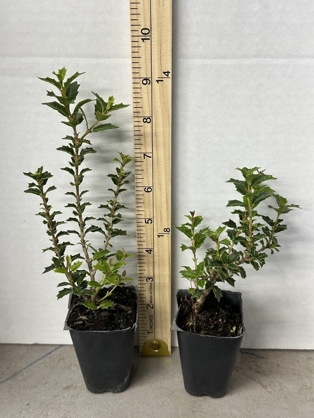 Live Plant - Party Princess 'Kaori Hime' Fragrant Sweet Tea Olive Osmanthus Fragrans-Starter