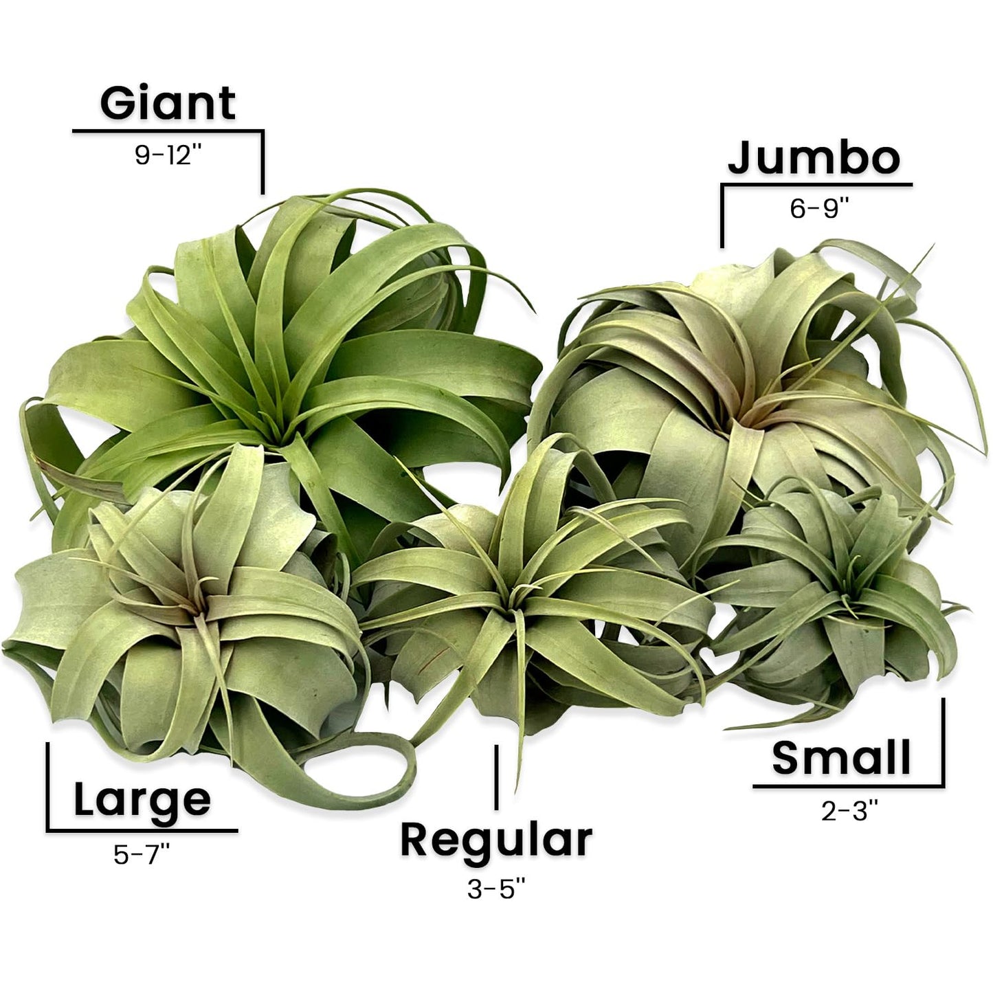 ragnaroc Air Plants - Tillandsia Xerographica, Small 2-3” - 1ct - Live Arrival Gauranteed - House Plants for Home Decor & Gift