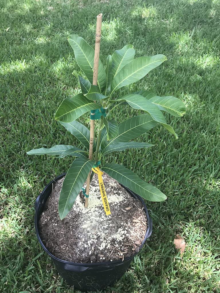 Mango Tree - Live Fruit Tree in a 3 Gallon Pot - Mangifera Indica 'Orange Sherbet' - Tropical Edible Fruit Bearing Tree