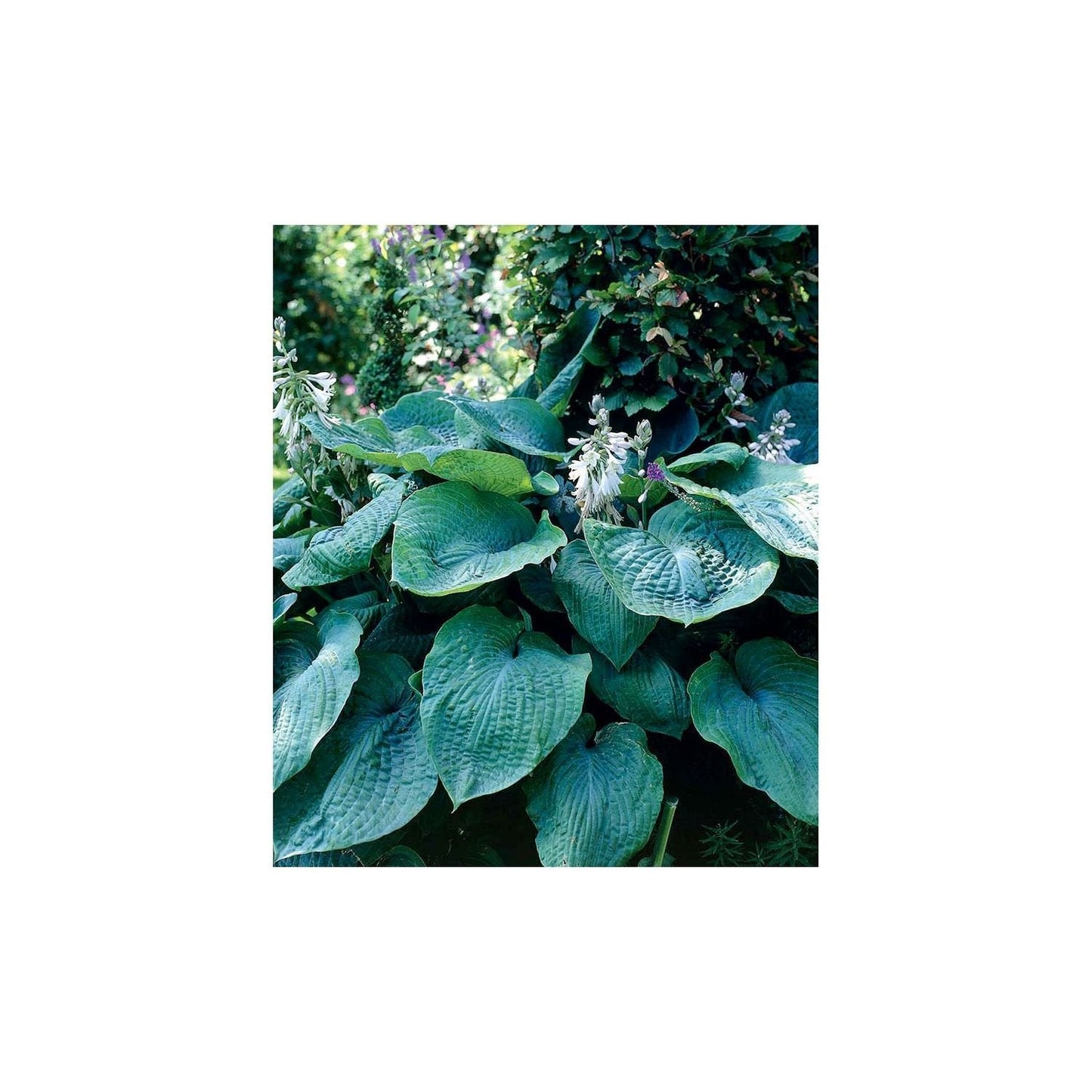 Hosta Big Daddy