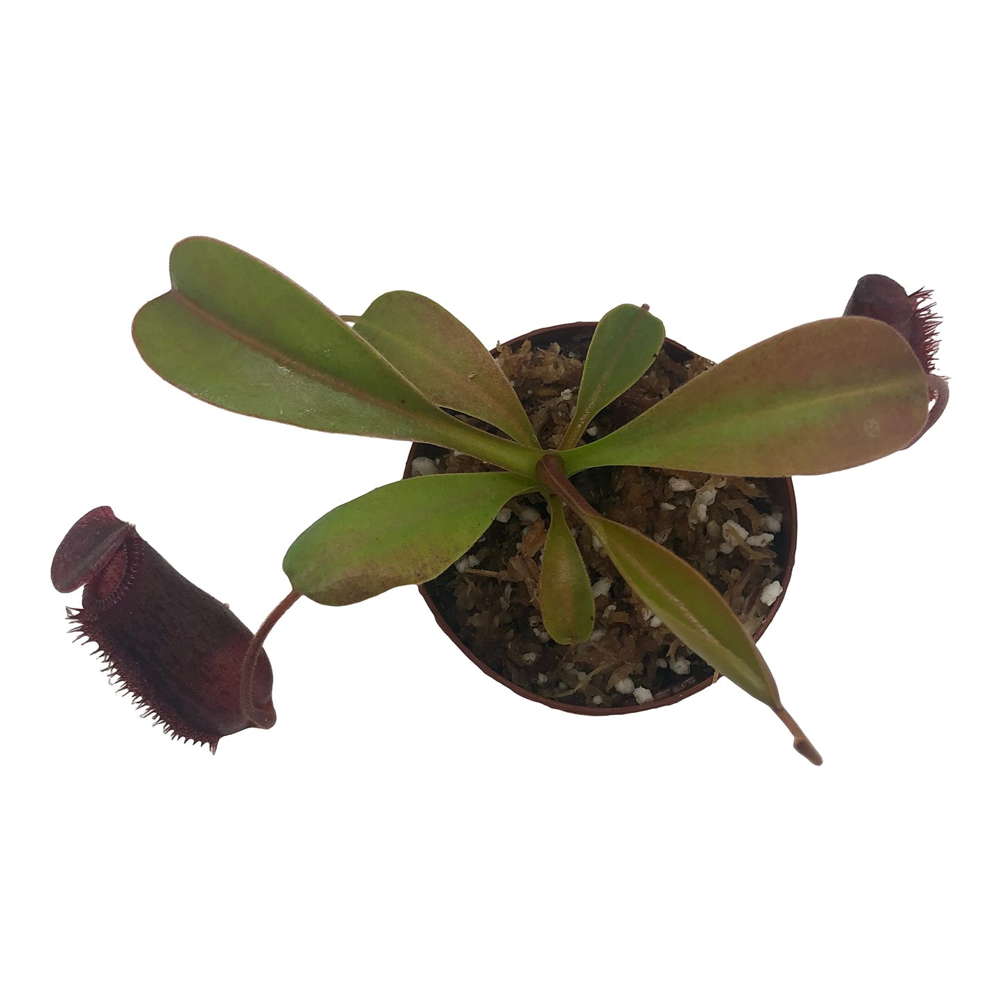 Nepenthes 'Briggsiana' (N.Lowii x N.Ventricosa Red) Tropical Carnivorous Pitcher Plant in 3" Pot
