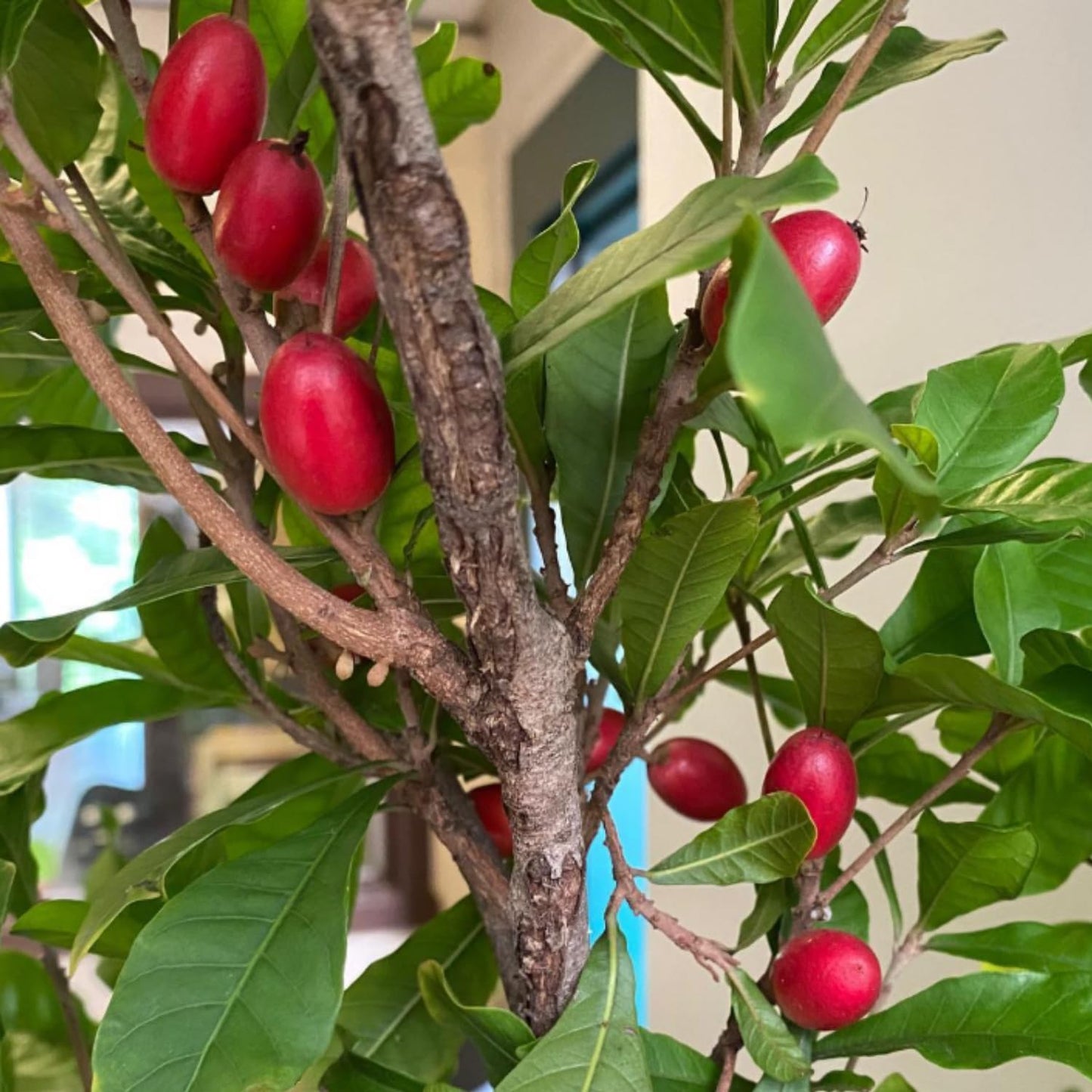 Miracle Fruit Tree for Planting, Miracle Fruit Live Plant in Gallon Pot, 1-2 Feet Height, Berry Plant for Garden, No Ship to CA