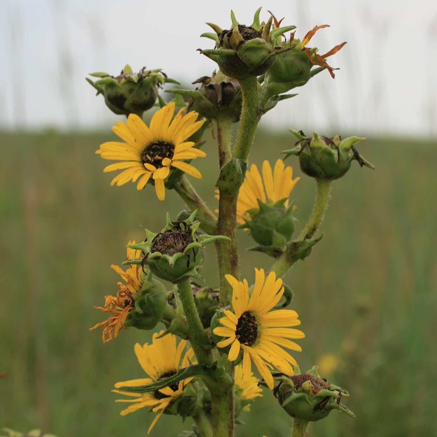 Palm Beach Medicinal Herbs - Compass Plant (Silphium laciniatum) - Packet of 10 Seeds