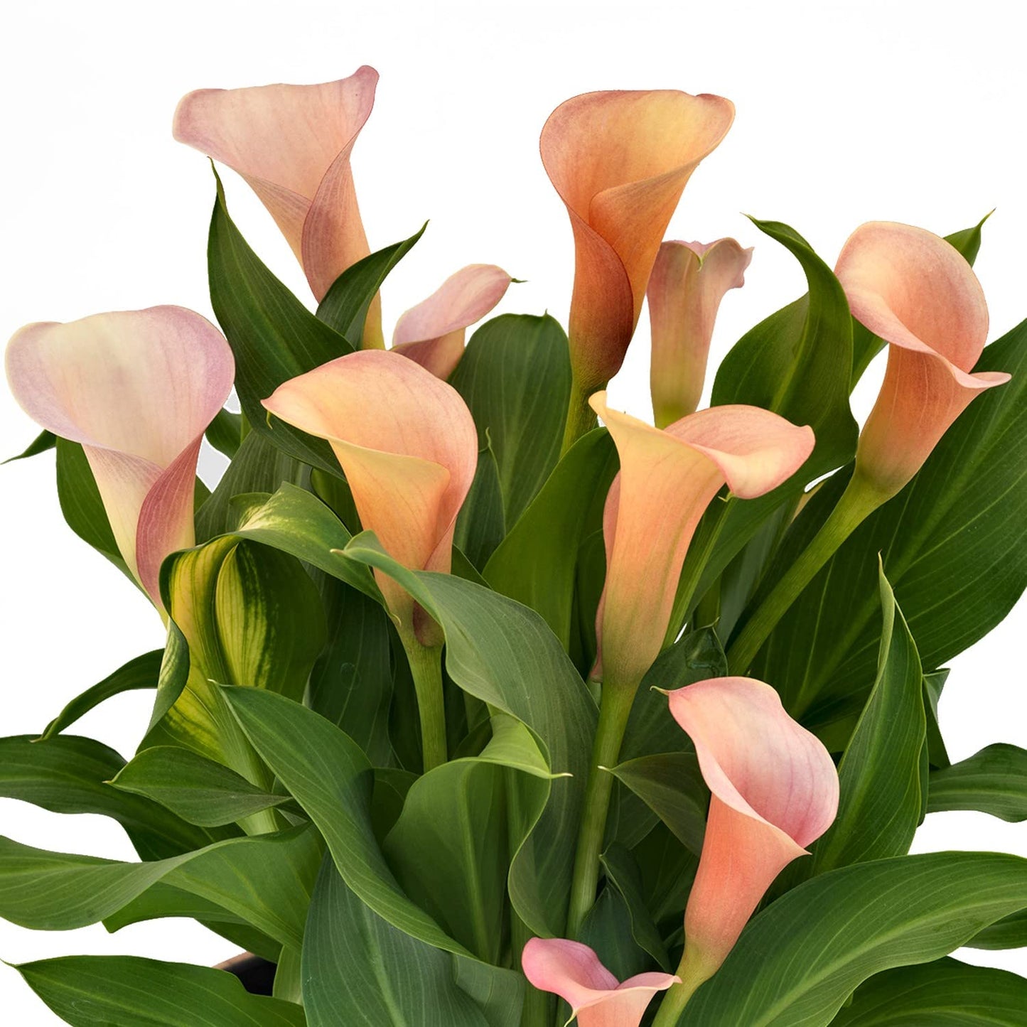 Easy to Grow Calla Coral Passion 3 Bulbs - Coral Pink Flowers Blooms in Summer Sun Tropical Spring Planted