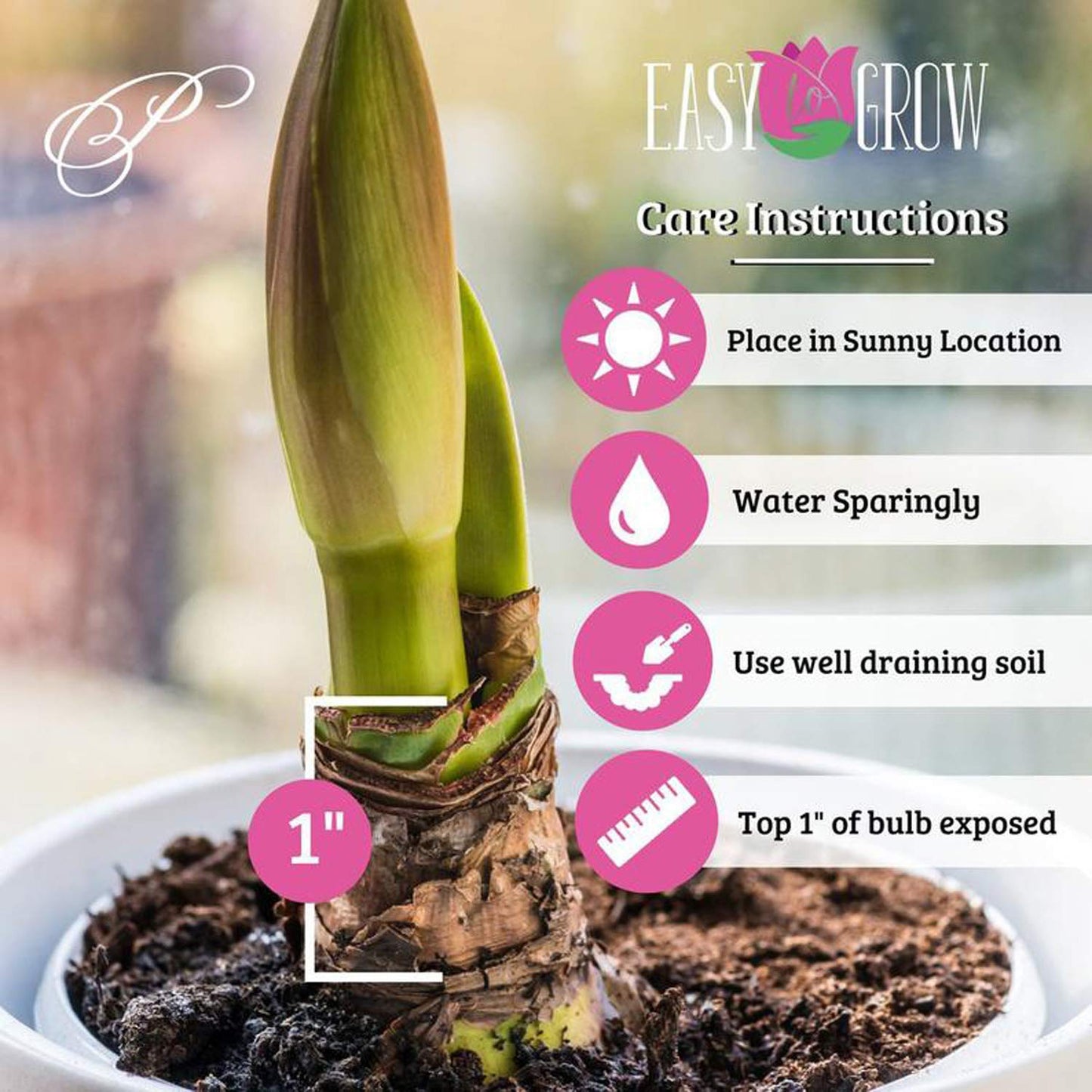 UtopiaSeeds Marquis Amaryllis Bulb - Double White Amaryllis - One Large Bulb