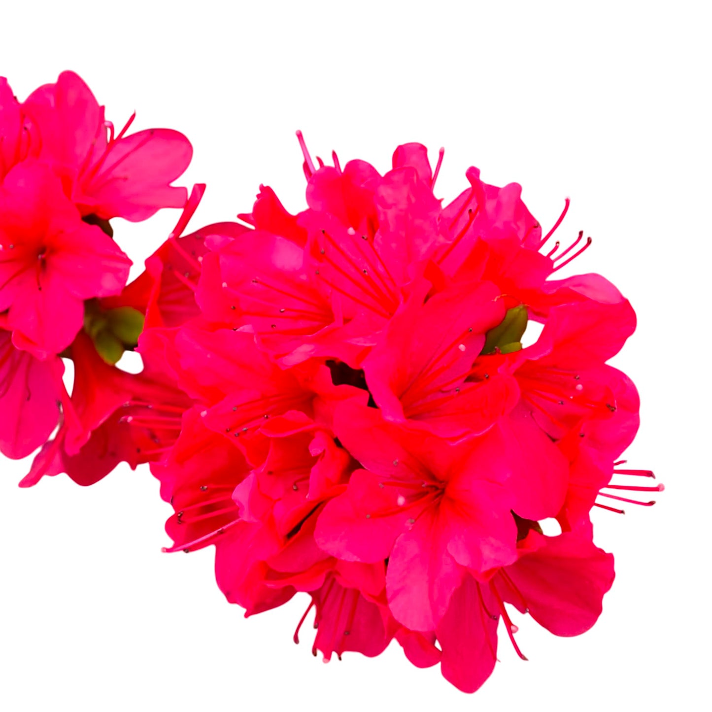 Hino-Crimson Hybrid Azalea – Compact Evergreen Shrub with Bright Crimson Spring Blooms for Borders, Walkways & Landscaped Gardens (1 Gallon/Potted/Single Plant)