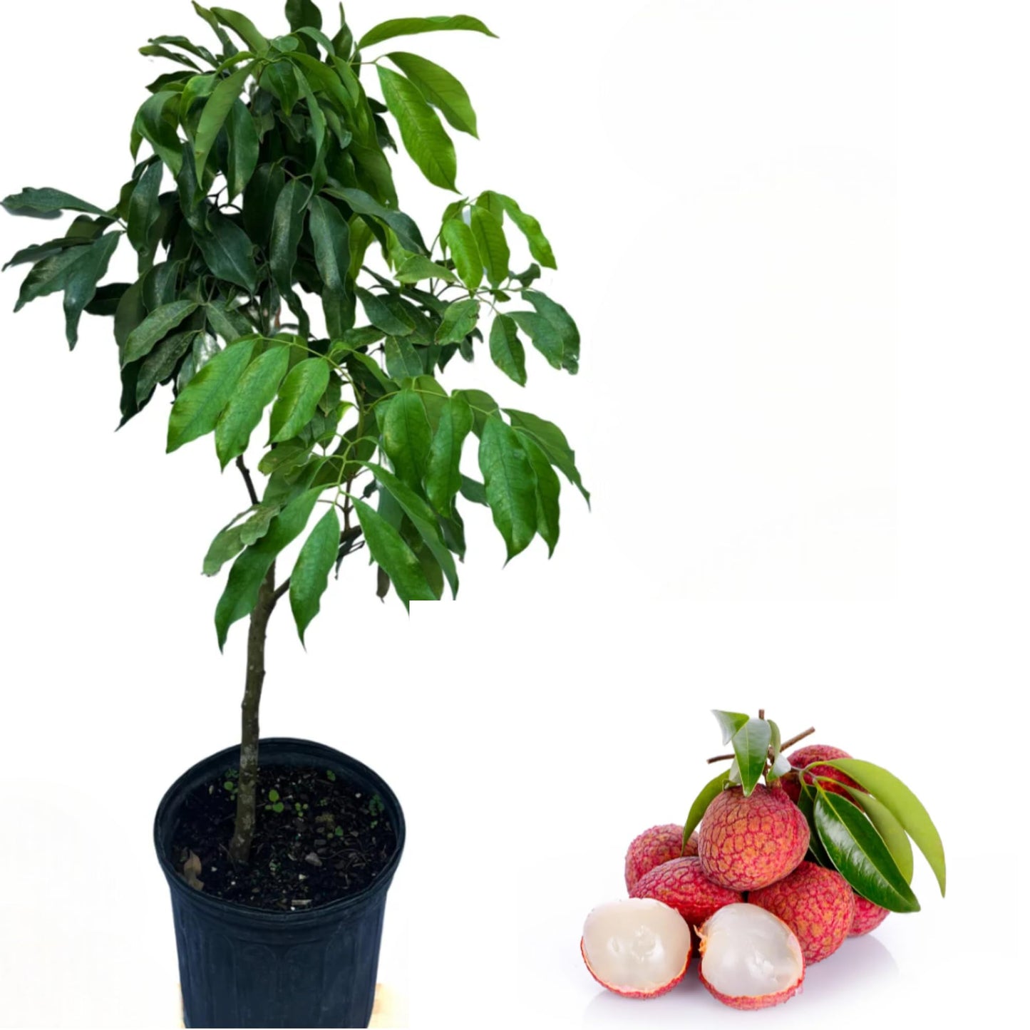 Sweetheart Lychee Tree Grafted Live for Planting, Lychee Fruit Plant 2 to 3 Feet Tall in 3 Gallon, Tropical Litchi Tree Well Rooted, No Ship CA