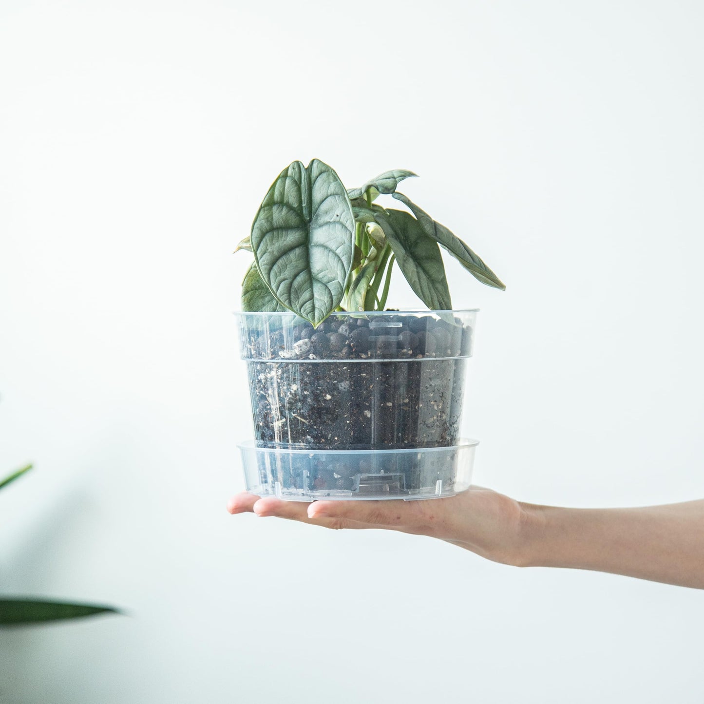6 Inch Clear Plastic Plant Pot with Drainage Holes, Interlocking & Detachable Tray - Deep Saucer - Durable BPA-Free Plastic, Transparent Design, Raised Base for Airflow, Set of 24, 92-X-C-4
