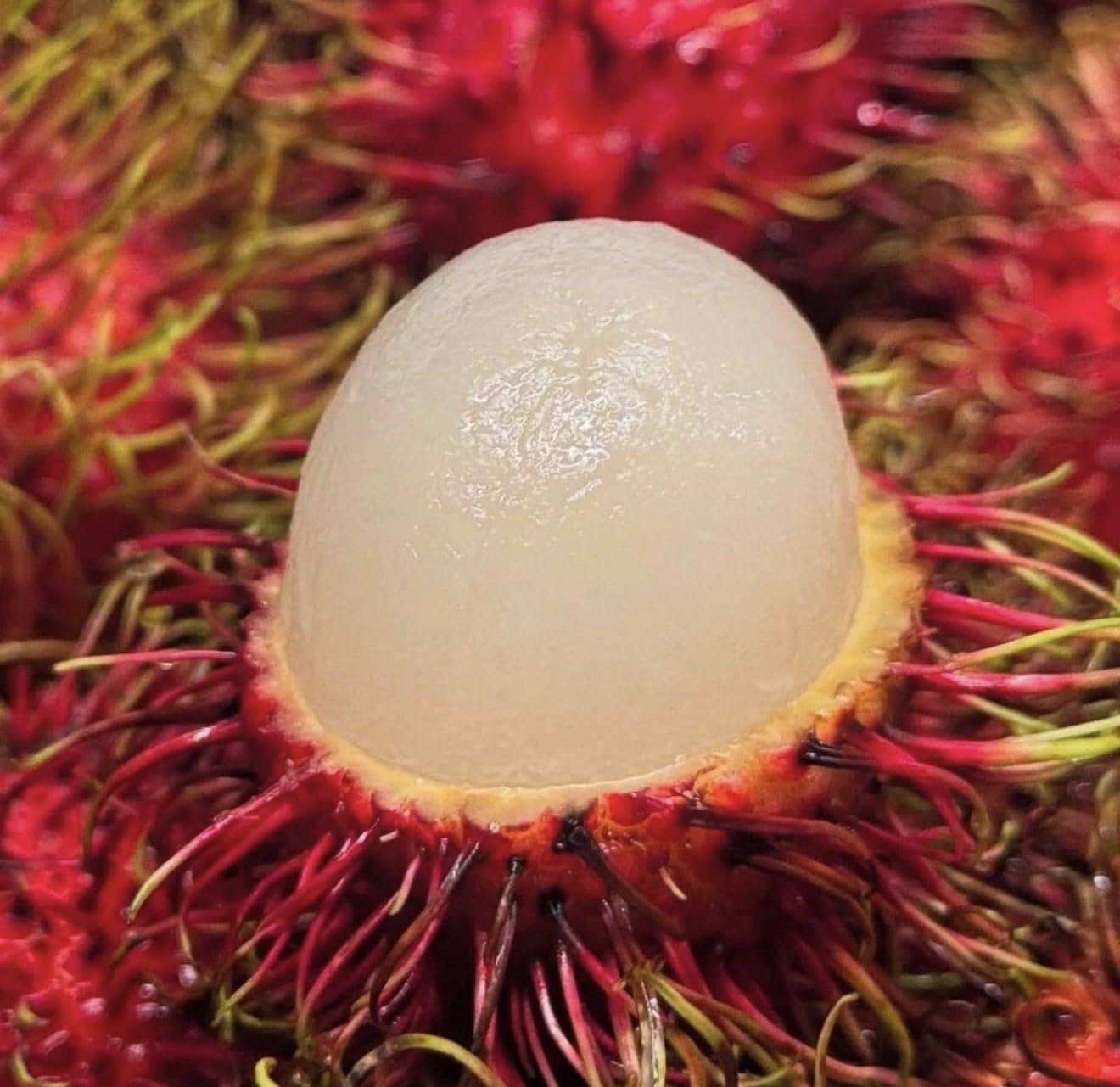 Big Rambutan Plant (Nephelium lappaceum) Tropical Live Fruit Tree (2-3ft)