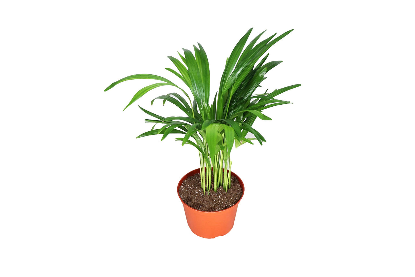 Areca Palm (Golden Cane Palm) - 6''from California Tropicals
