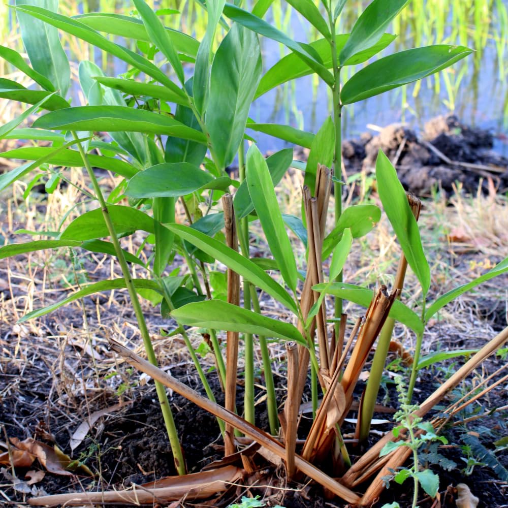 Set 5 Shampoo Ginger Roots, Awapuhi Zingiber Zerumbet Rhizomes, Pinecone Ginger Lily Flowers for Outdoor Growing