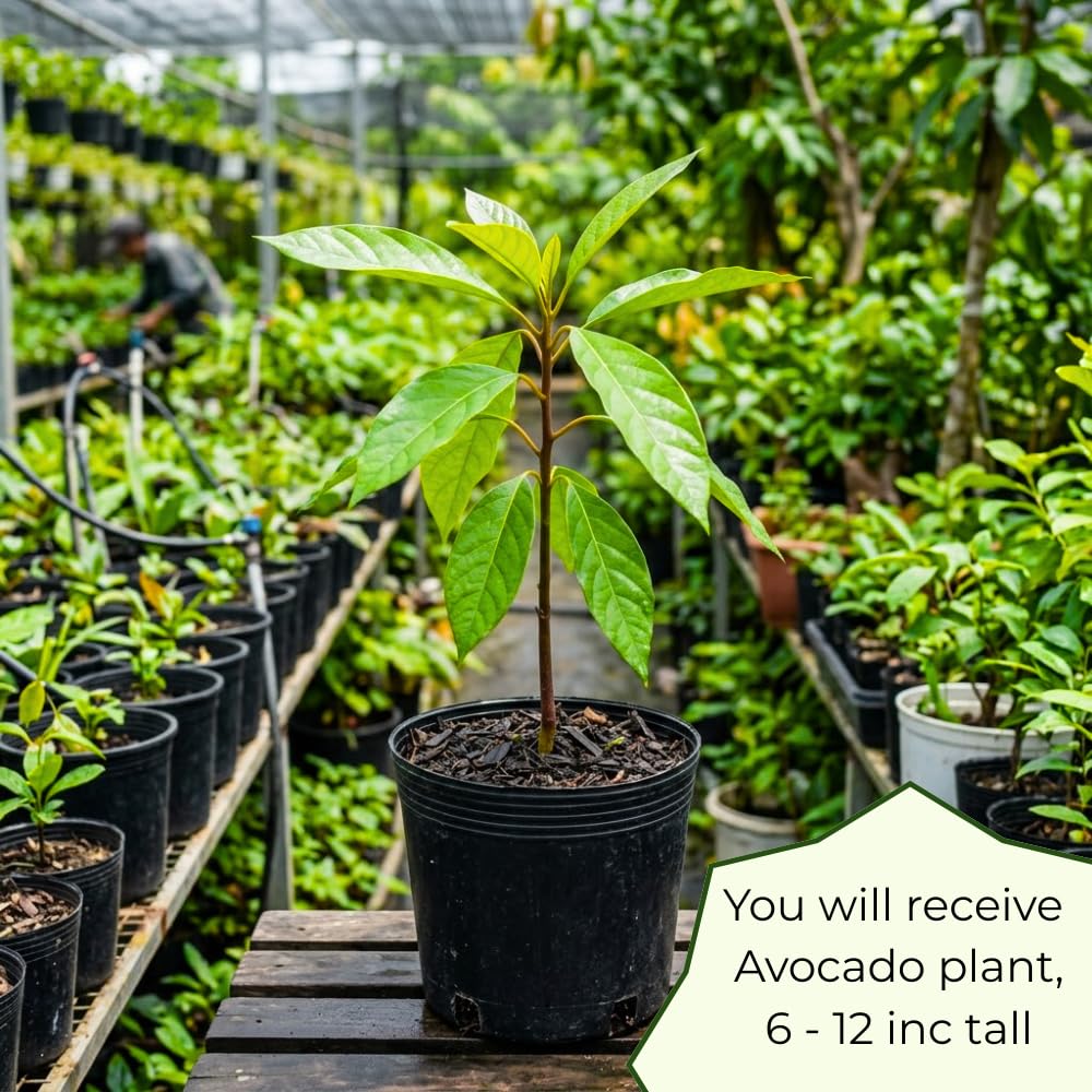 Dwarf Avocado Tree, Avocado Tree Live Plant, 6-12 Inc Tall, Sweet Tropical Fruit Trees for Indoor and Outdoor Planting