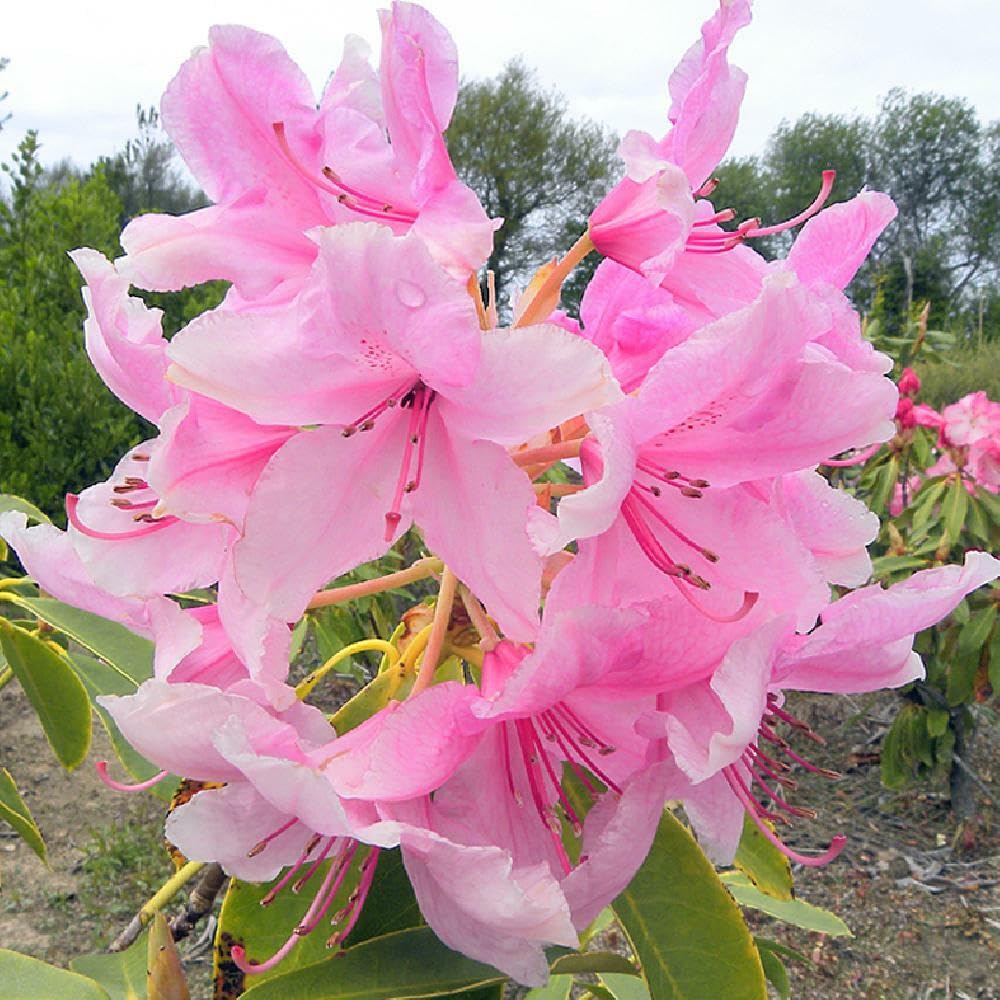 Live Plant - Pink Pearl Azalea Rhododendron Deciduous Starter Plant Beautiful Pink Iridescent