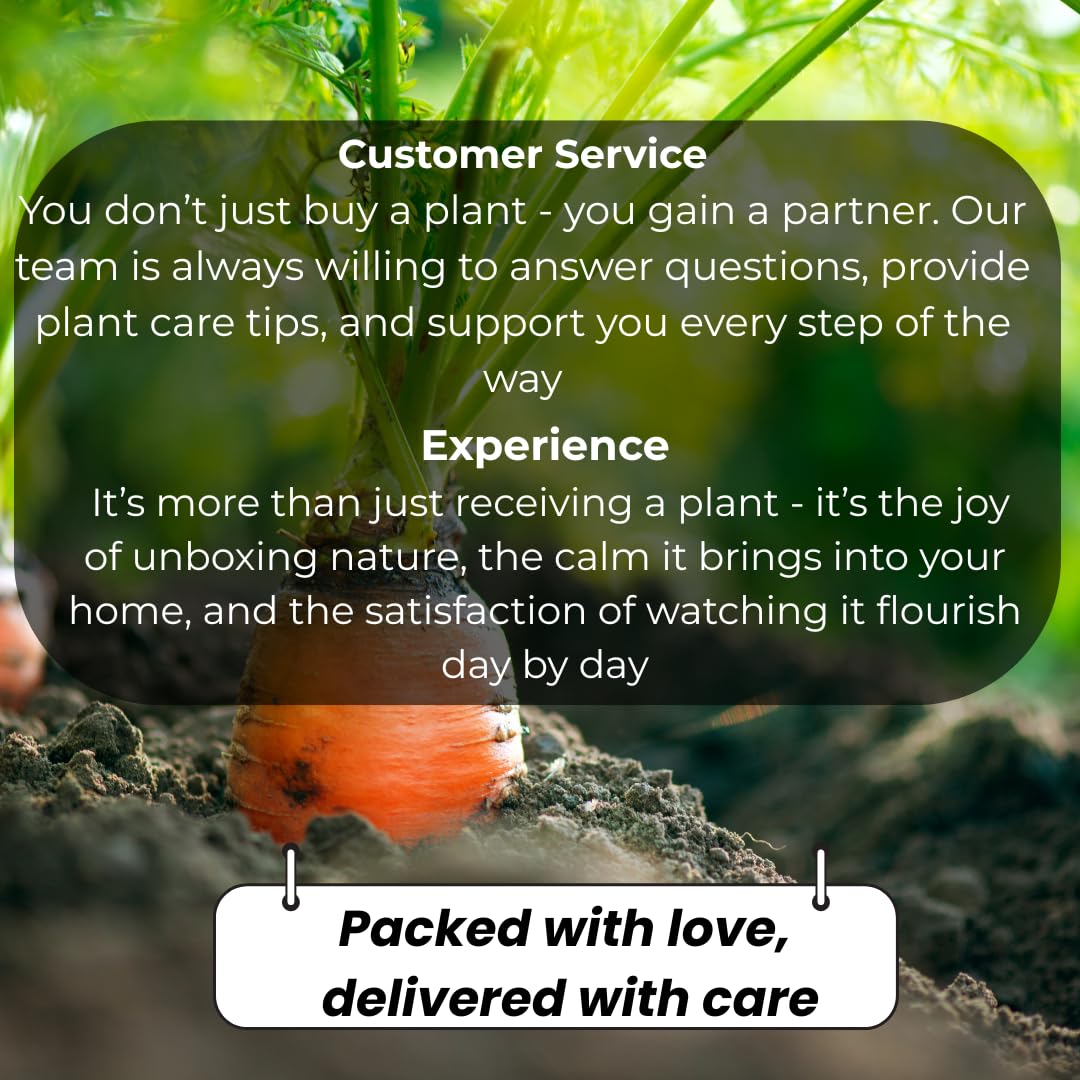 Donut Peach Fruit Tree | Large Live Seedling Plant 30-36 Inches in 3 Gallon Pot | Hardy Sweet Flat Peach Fruit Tree, Ready to Bear Fruits | No Ship to CA,HI,AK