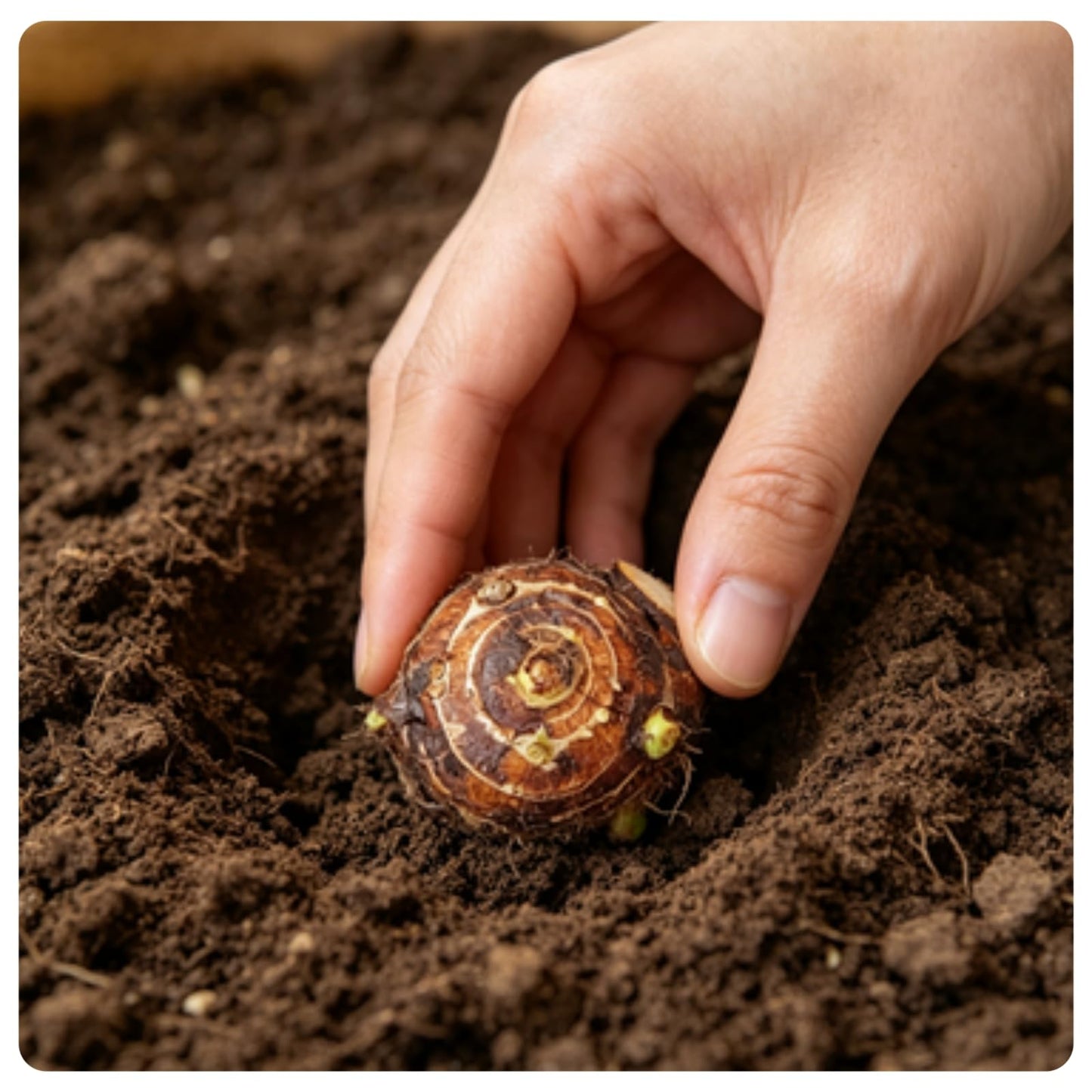 OJHJXUG Alocasia Elephant Ear,Spring/Outdoor Use, Low Maintenance, Vibrant Foliage, Attracts Pollinator(Red) (6)