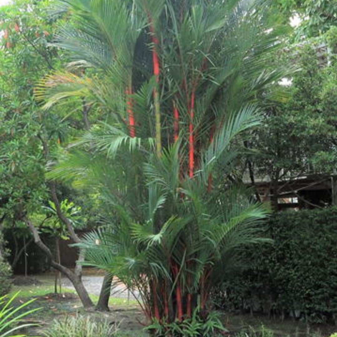 Live Palm Tree Plant in 3 Gallon Pot, Large Fully Rooted Size, Ready to Plant for Home Décor Indoor Outdoor Landscape, Rare Palm Trees, Red Lipstick Palm
