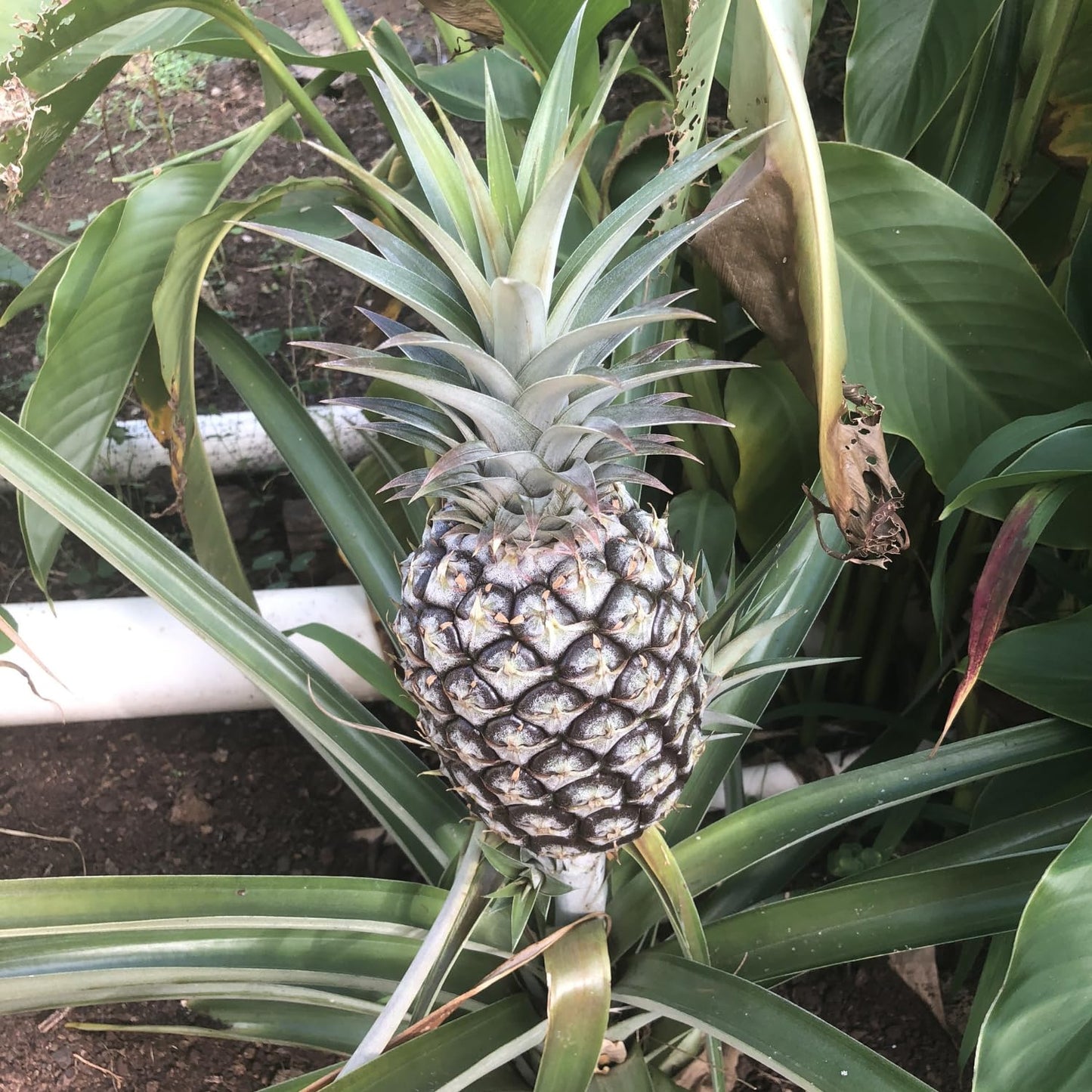 4 White Jade Pineapple Fruit Trees Live Plants, Pineapple Seedlings for Backyard Gardening, Pineapple Plants Live