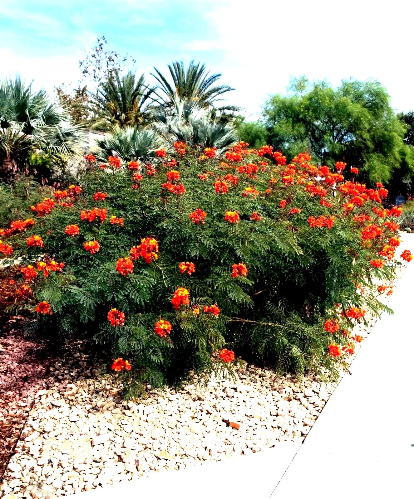 5 Mexican Red Bird of Paradise Seeds (Caesalpinia pulcherrima) – Dwarf Poinciana Flower Shrub