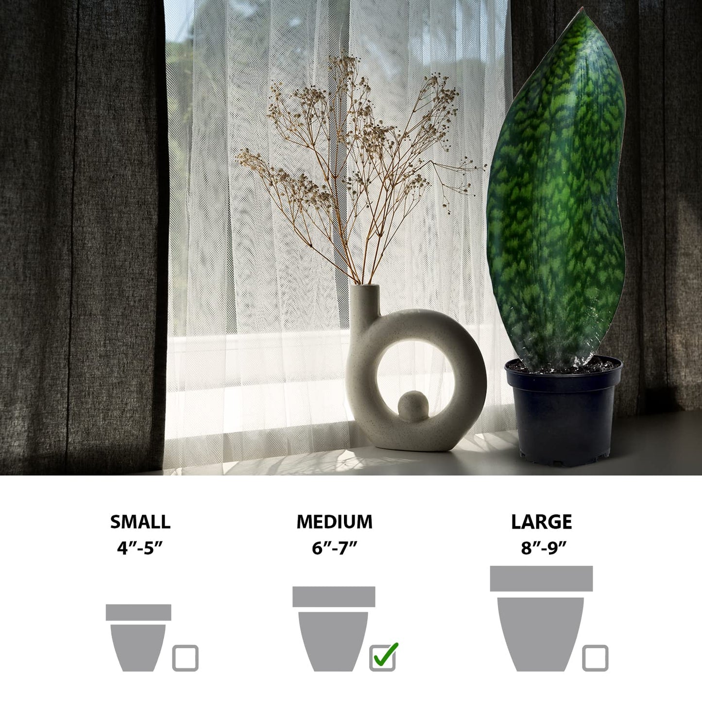 Live Sansevieria Masoniana, Mason’s Congo, Whale Fin, Shark’s Fin, Rare Houseplant, Housewarming Gift, Christmas Gift, Father's Day Gift, Live Home Decor Plant in 6" Pot
