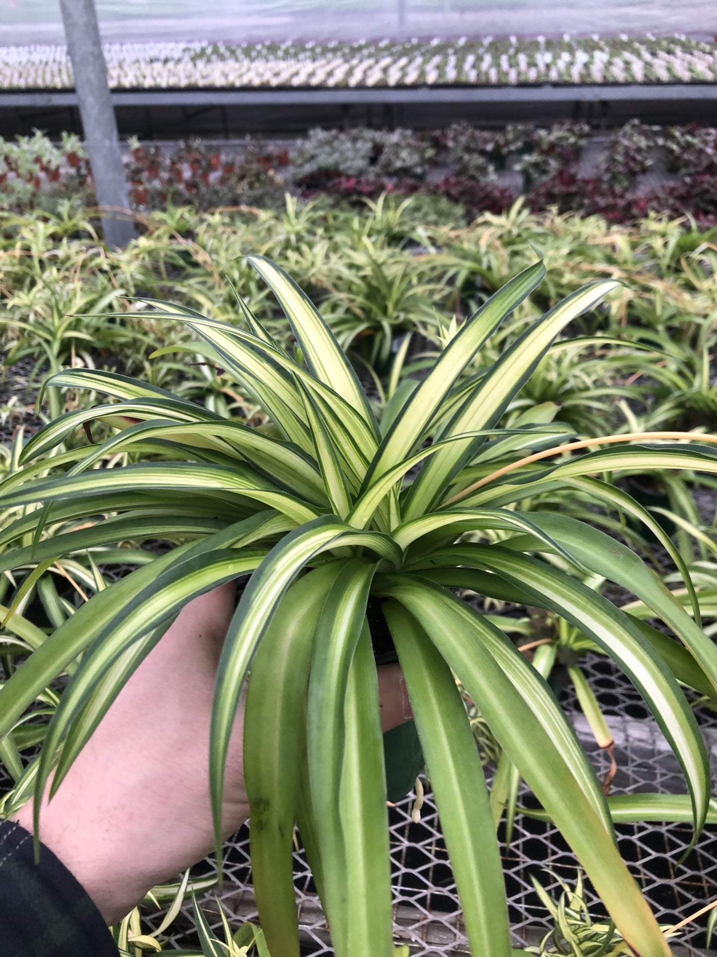 Generic Hawaiin Spider Plant ~ Variegated Green and White ~ Live Large Plant for Home or Office