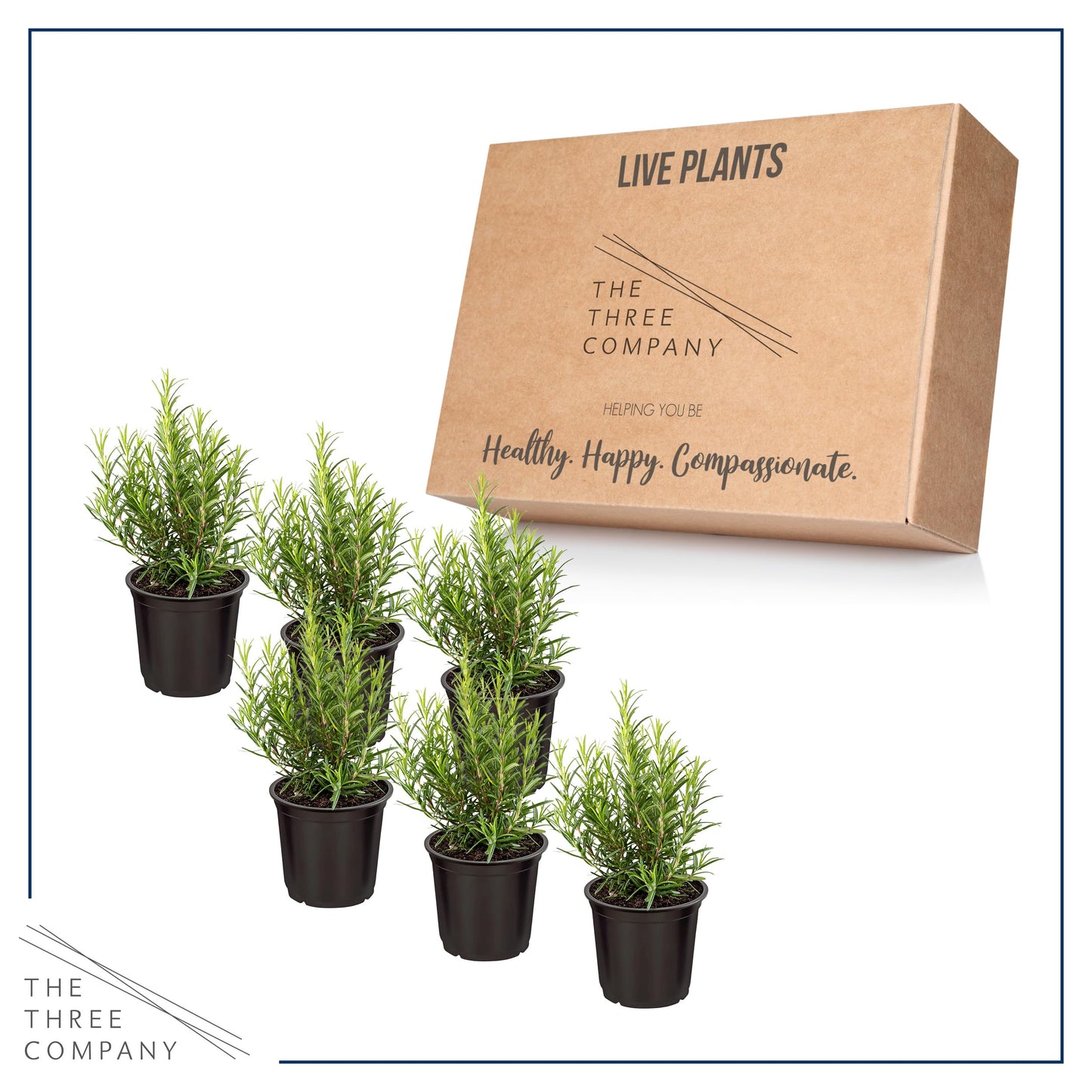 Live Aromatic and Edible Herb - Rosemary (6 Per Pack), Naturally Improves Breathing and Air Quality, 8" Tall by 3" Wide